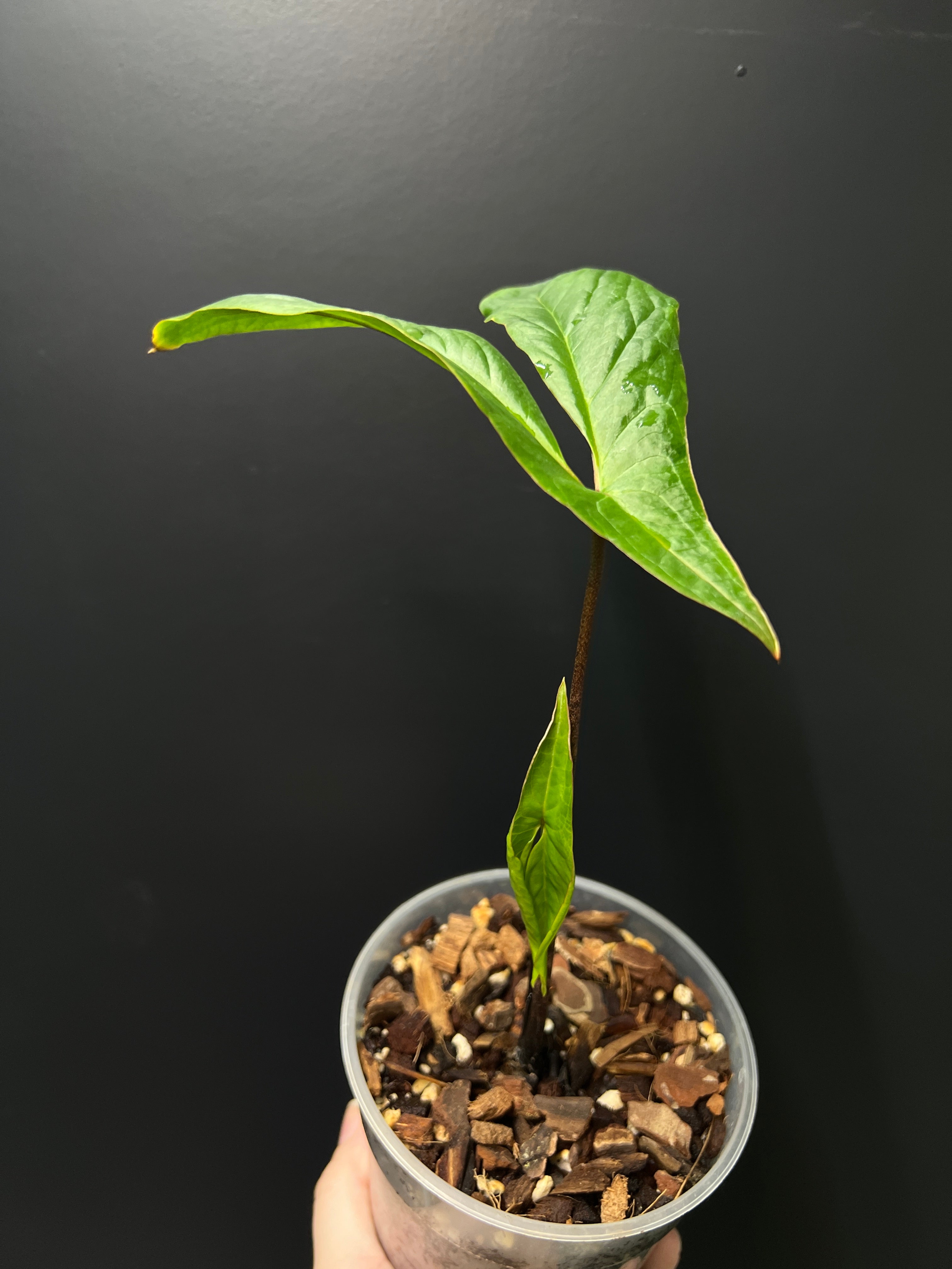 Cyrtosperma Hambalii