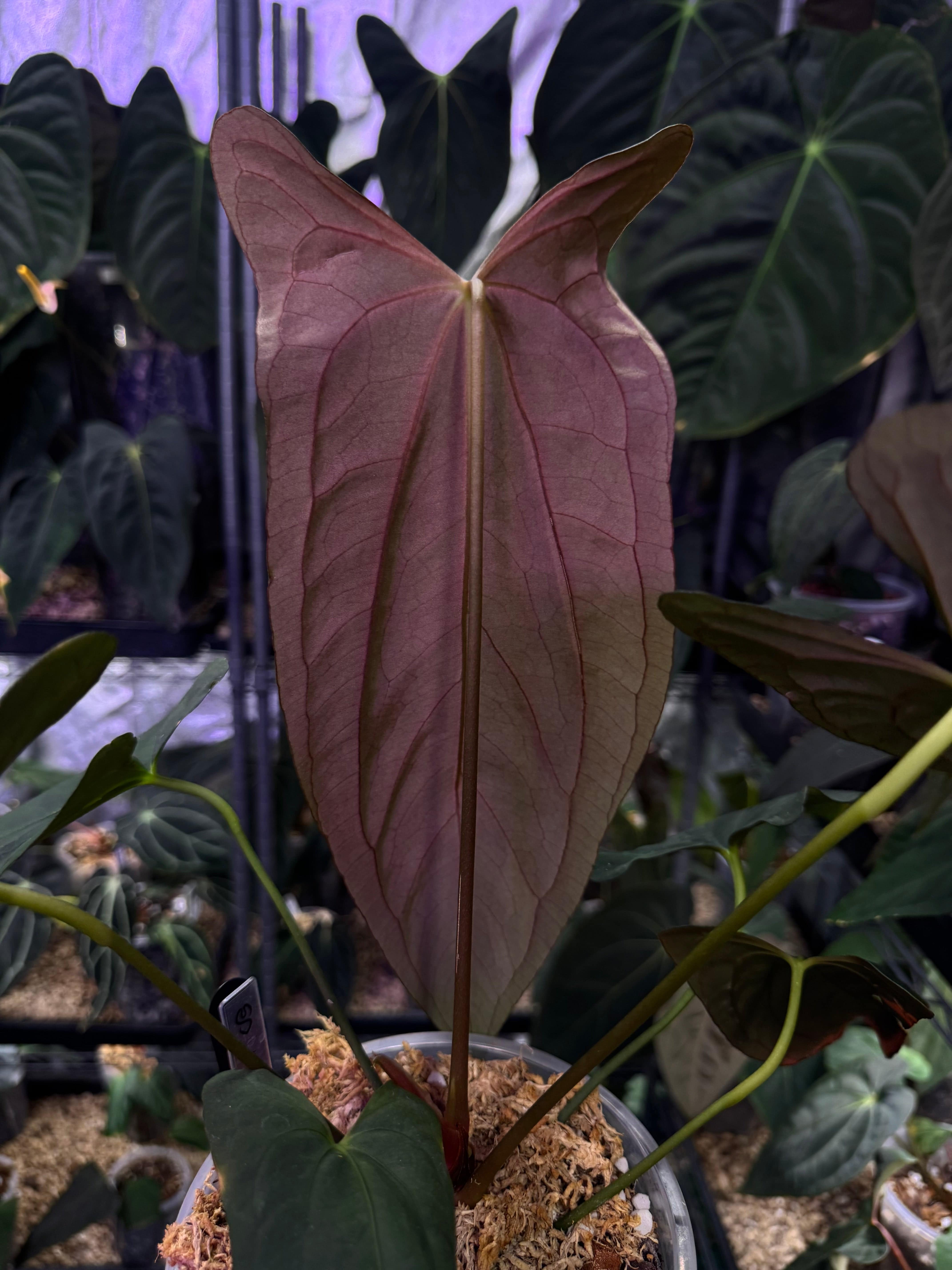 Anthurium Papillilaminum 'Marie' x self - Clone - SMUKHI