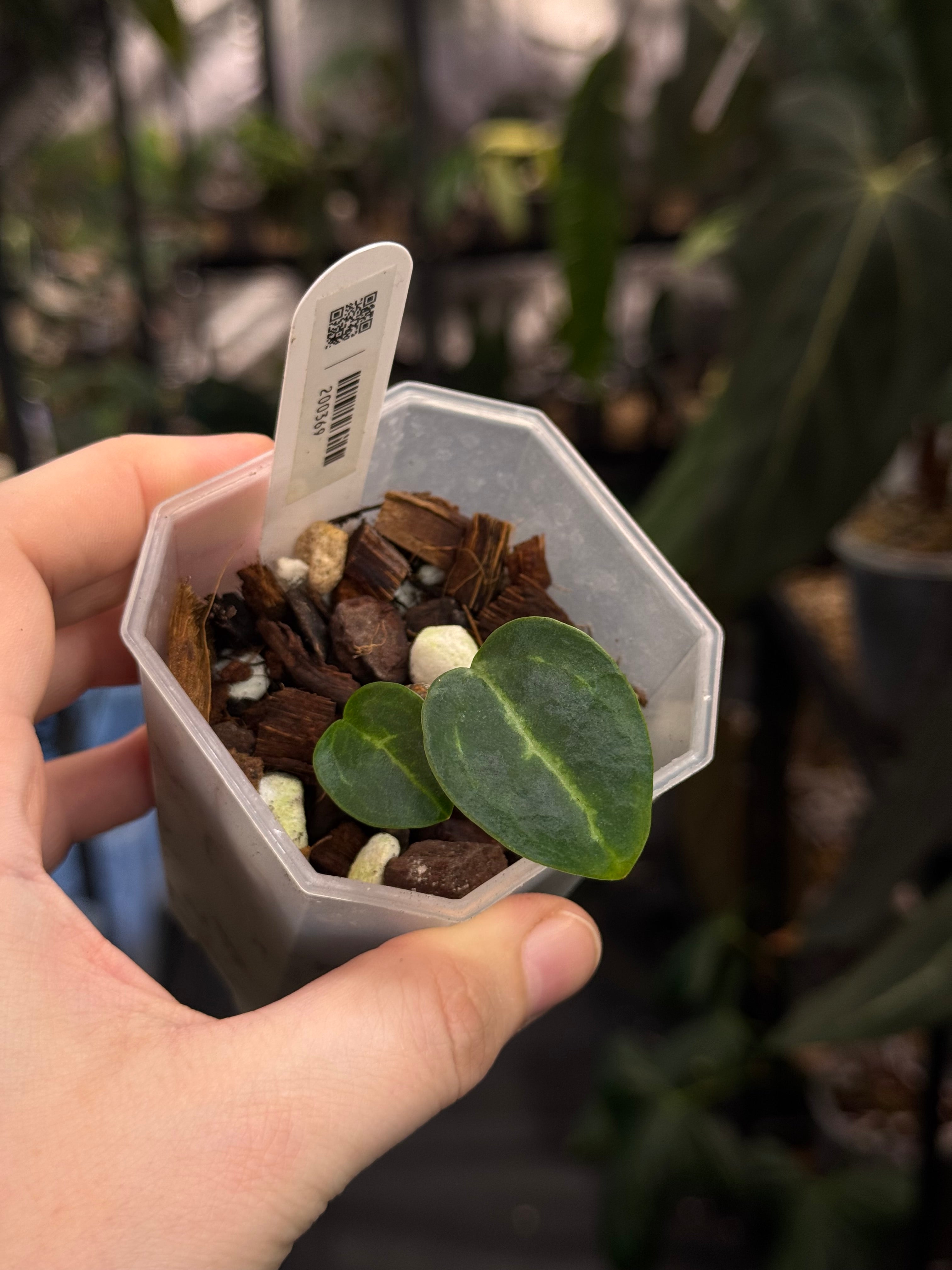 Anthurium Carlablackiae NSE