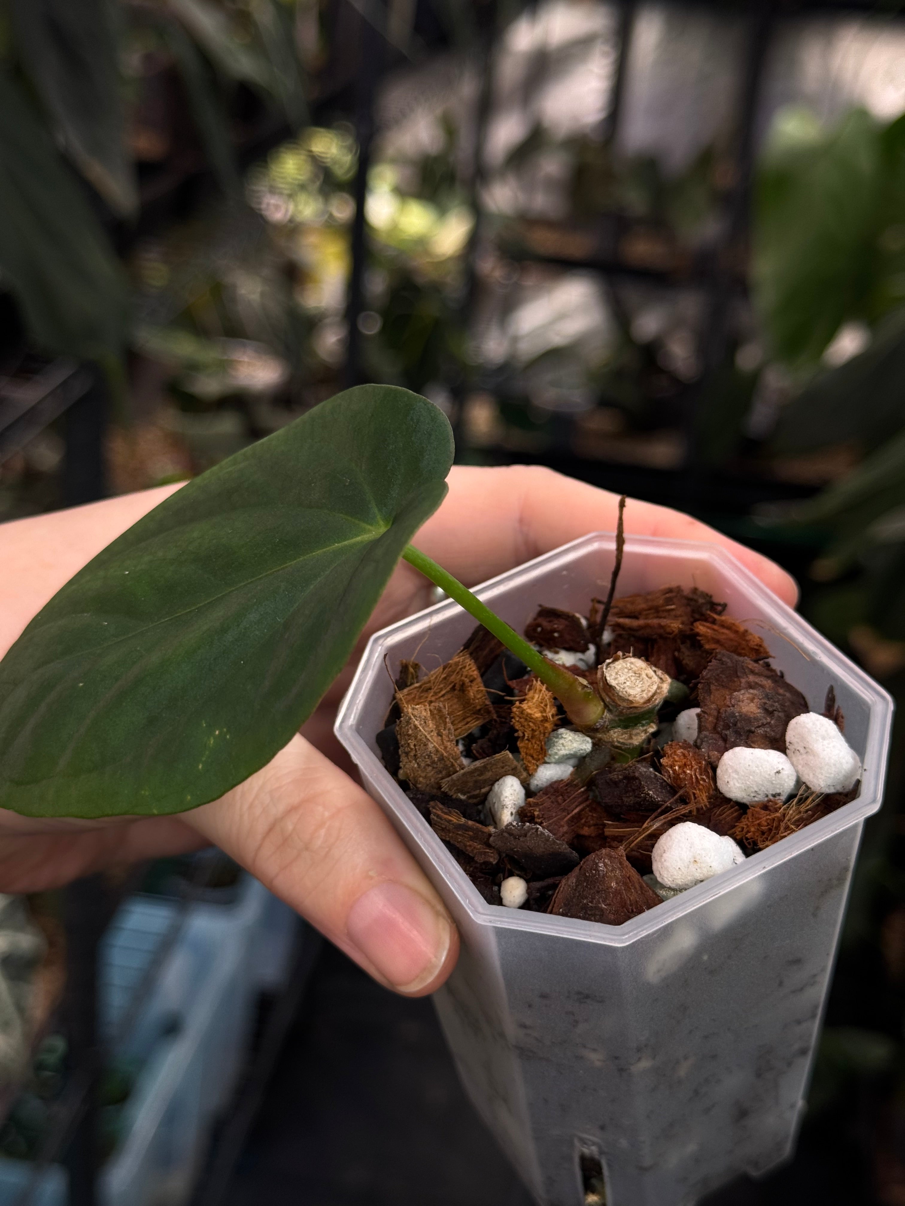 Anthurium Antolakii / BVEP Round x Felix