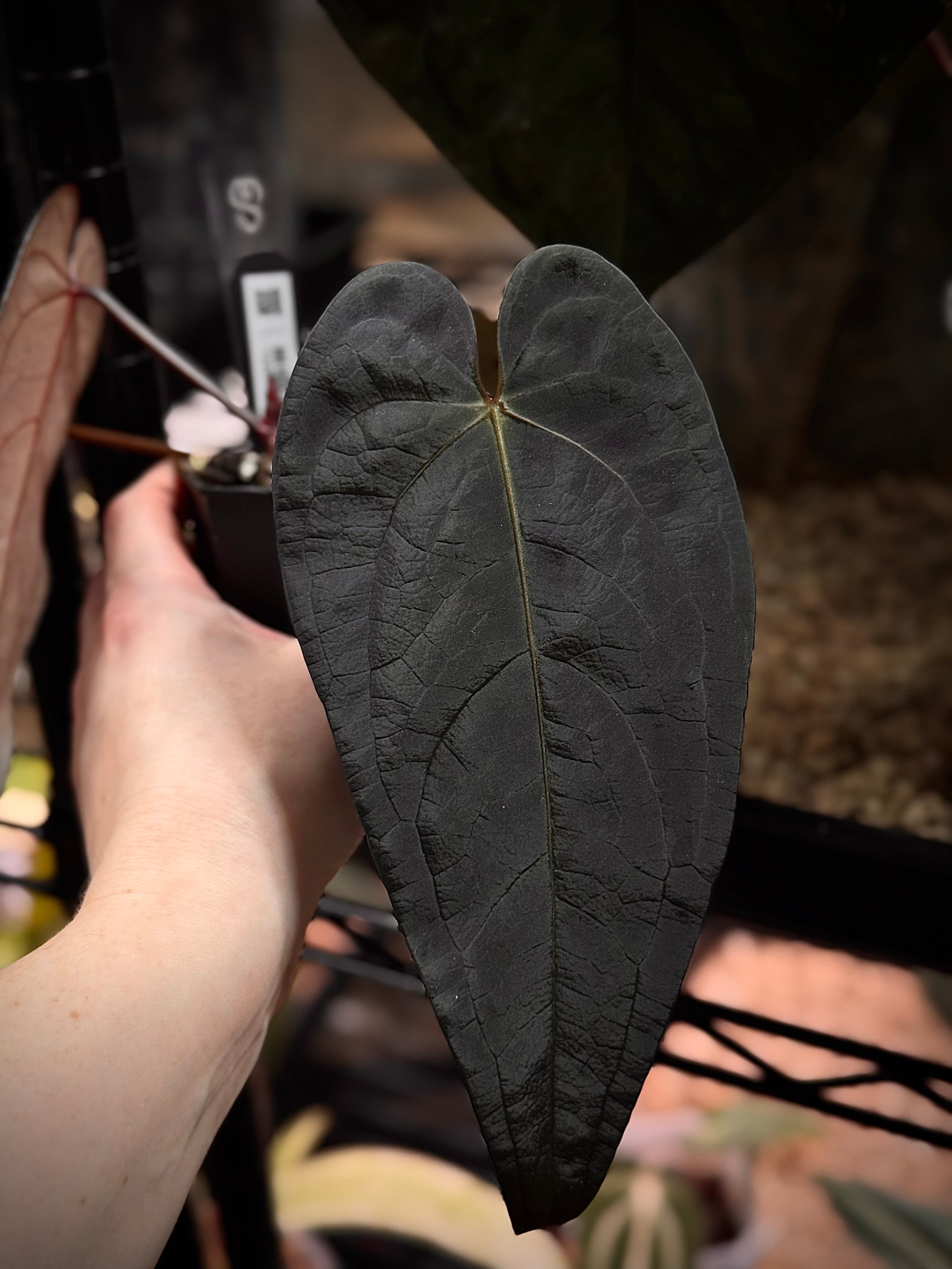 NFS: Anthurium DocBlock Dark & Handsome '9' x Red Velvet Cake '24' - SMUKHI