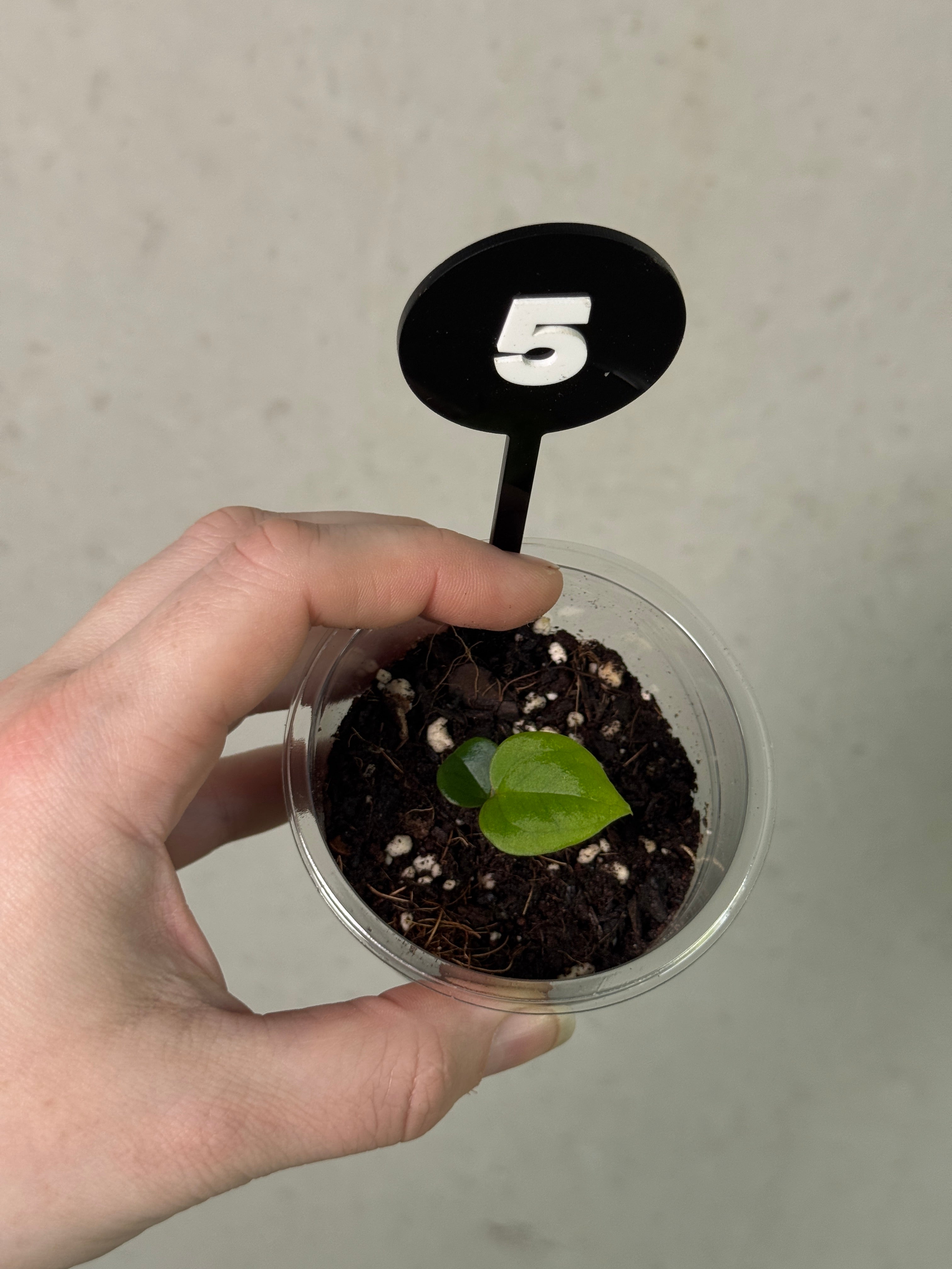 Anthurium HU Round '1’ x ‘2’