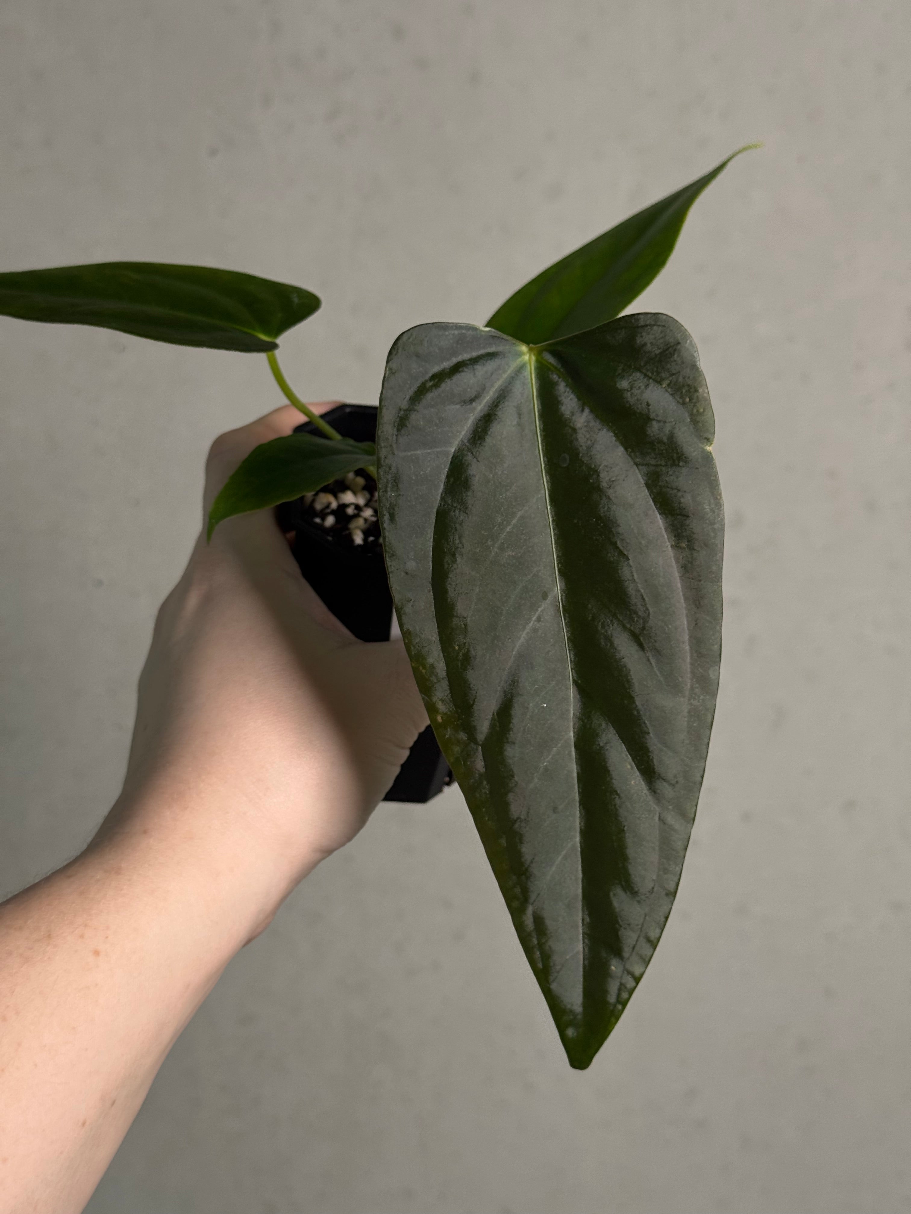 Anthurium Indo Portillae x self