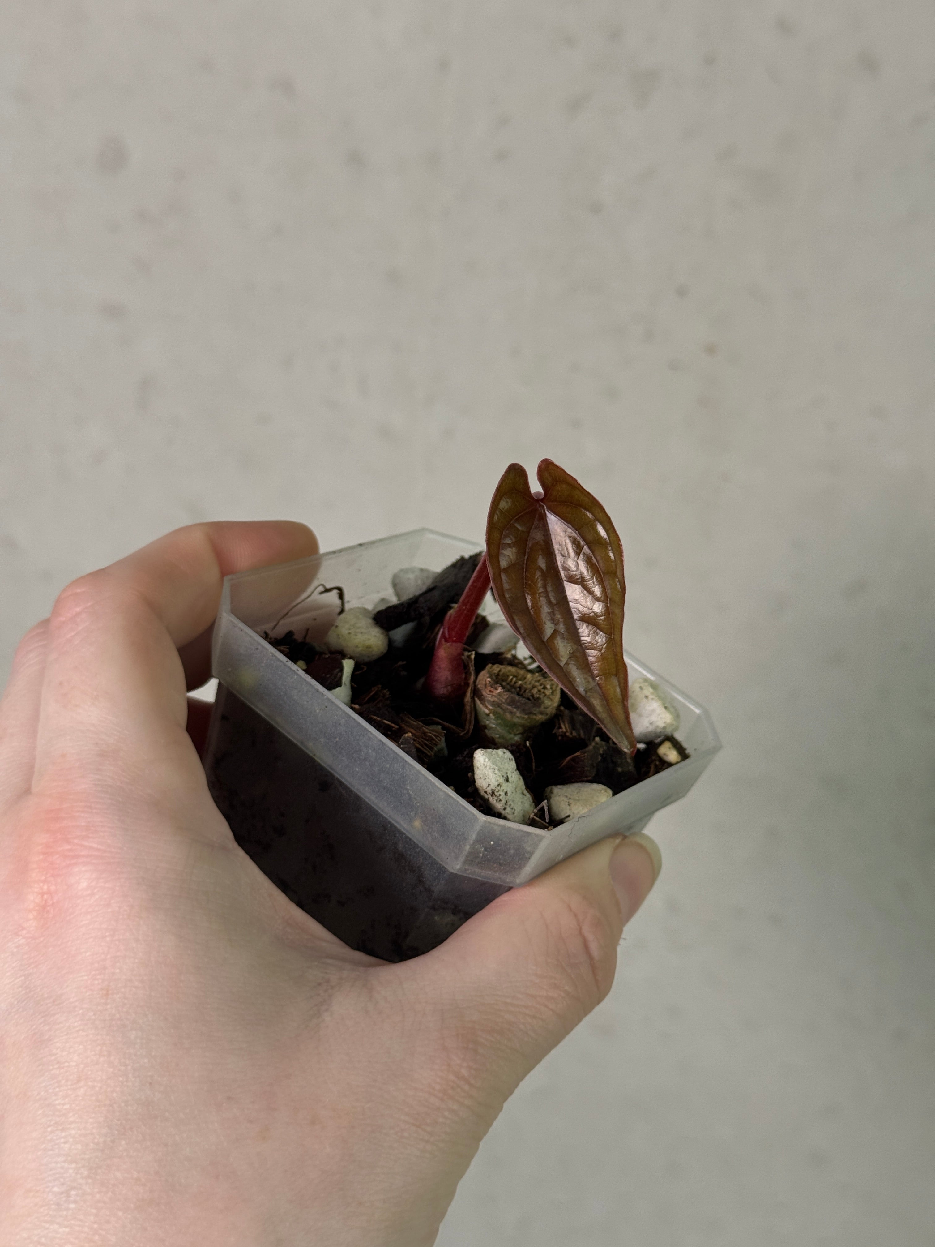 Anthurium Luxurians - Clone