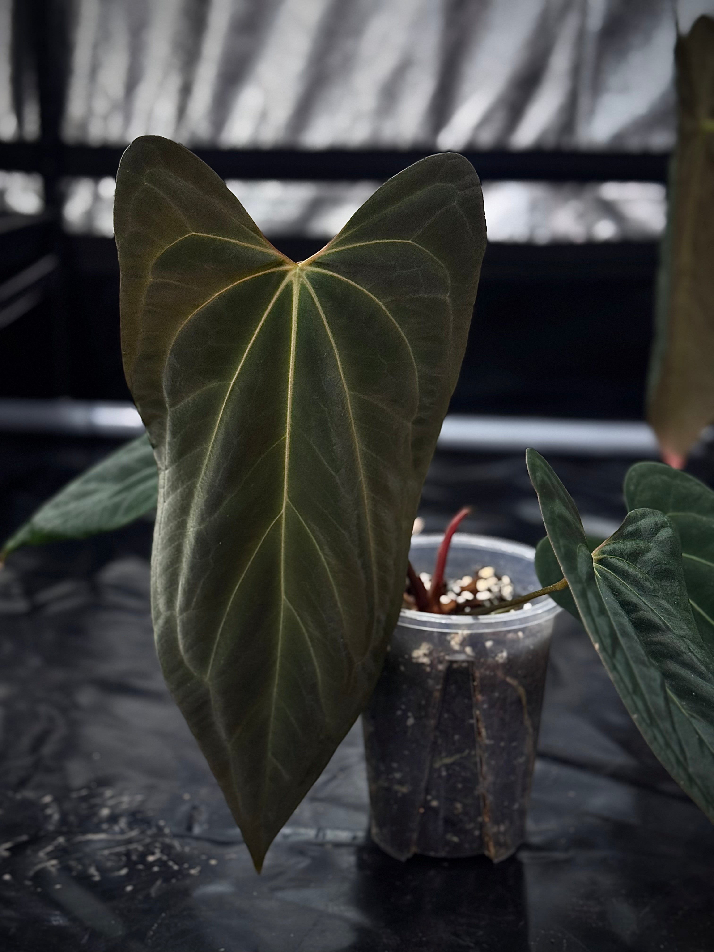 NFS: Anthurium Besseae aff x Papillilaminum ’Daniel’