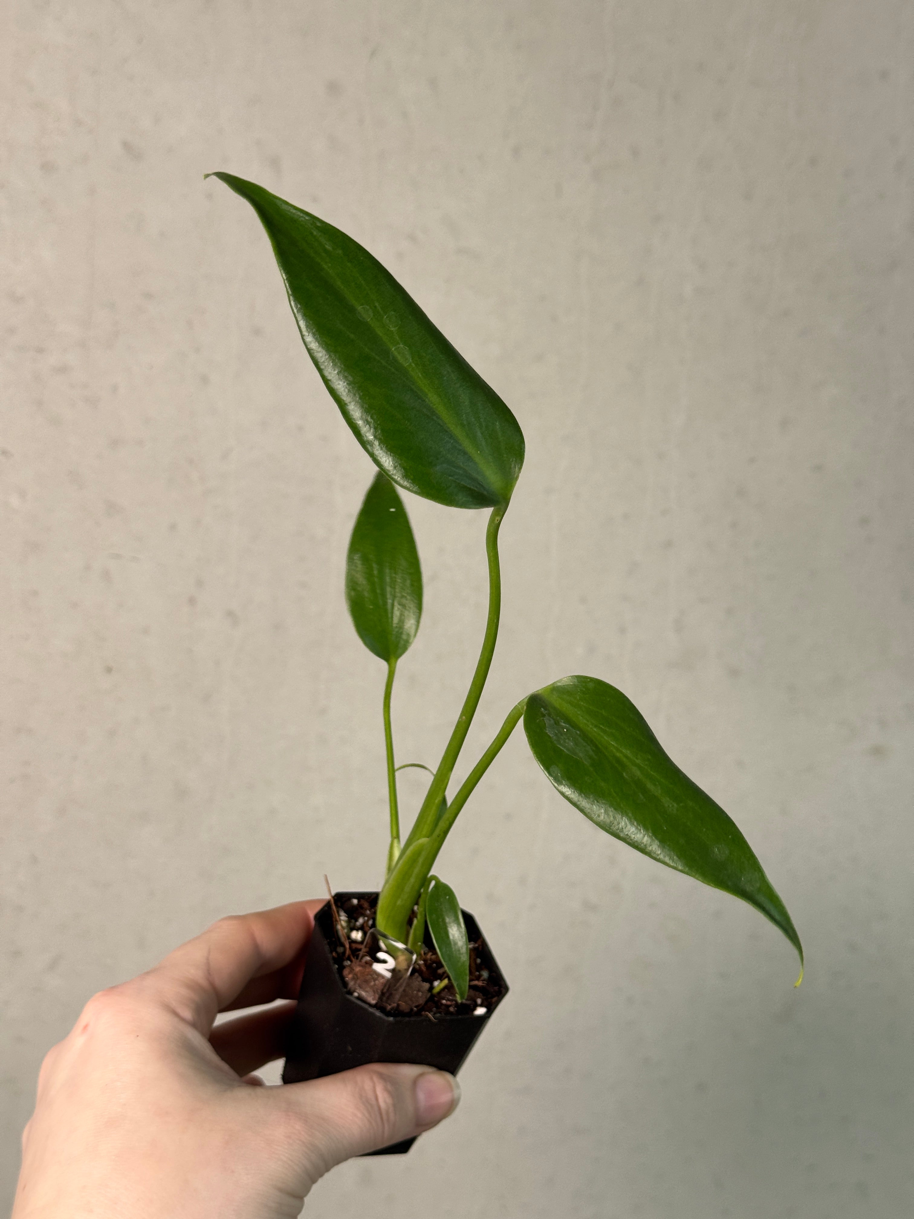 Monstera Burle Marx Flame