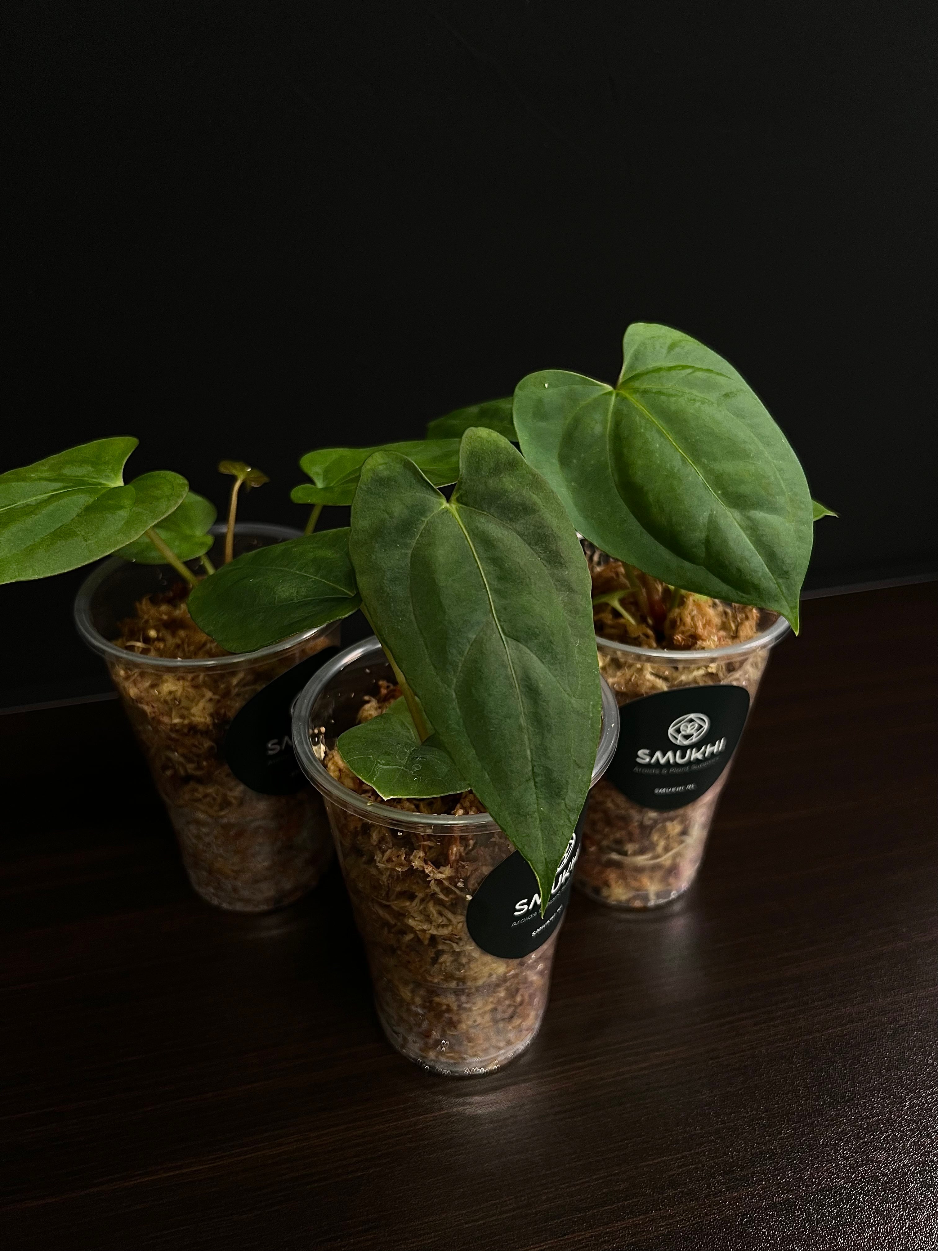 Anthurium RLFS x self - Small Plants