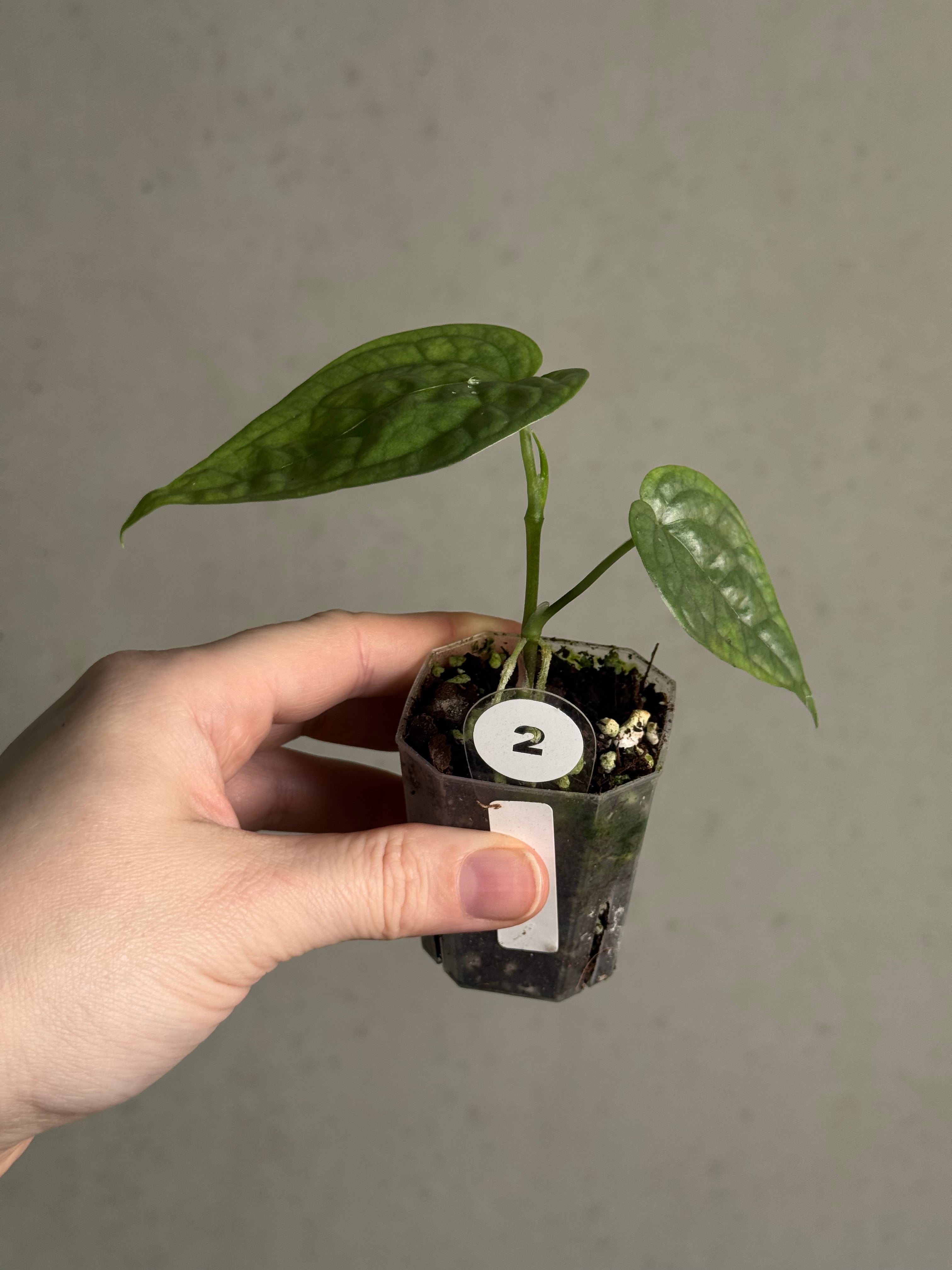 Anthurium sp. Limon - SMUKHI