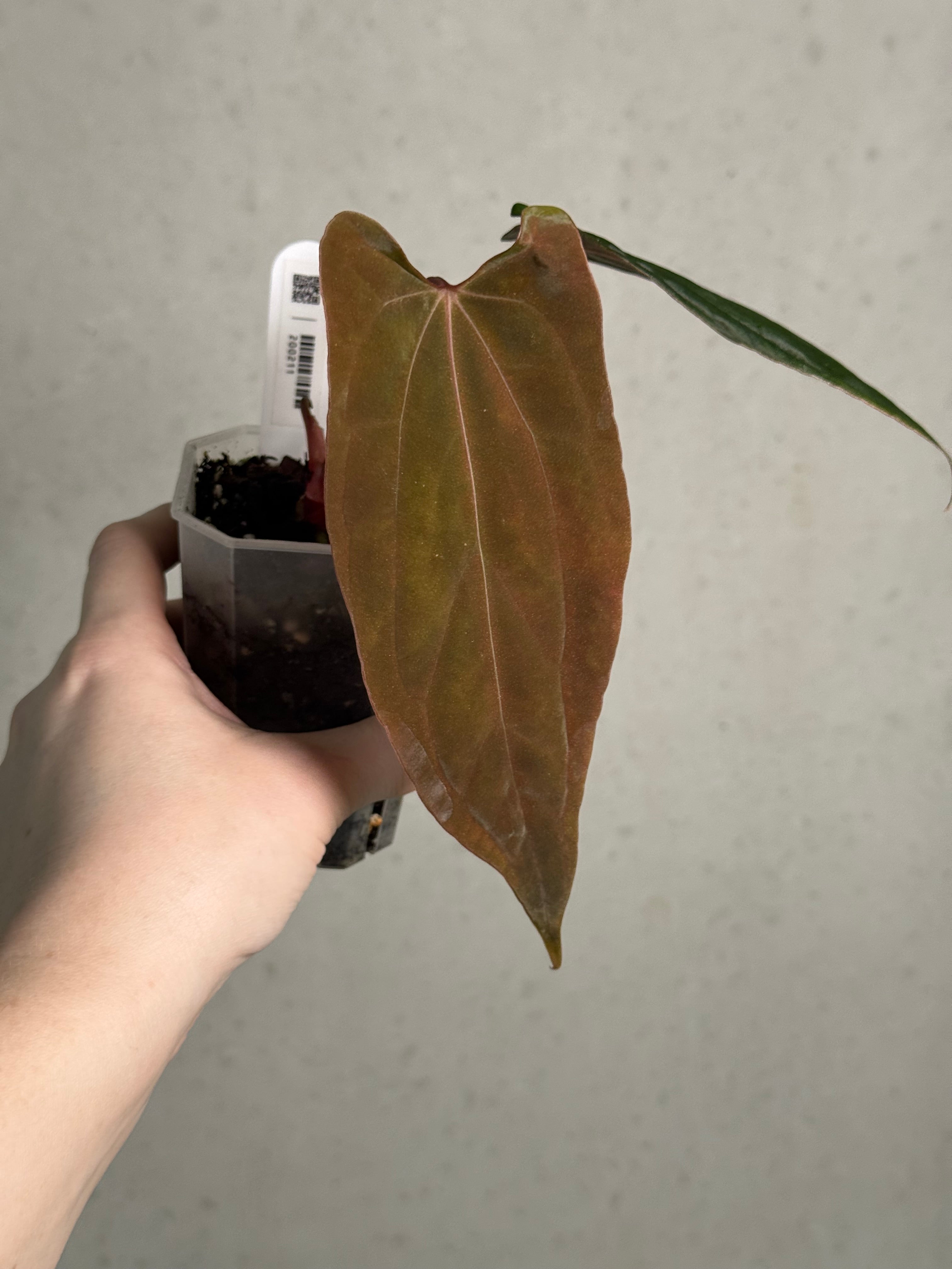 Anthurium Ralph Lynam x Fort Sherman (JV) - Clone - SMUKHI