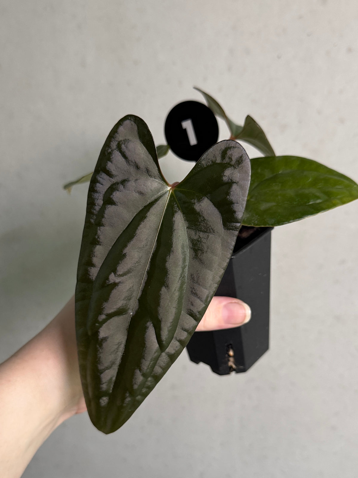 Dark Phoenix and Goliath Anthurium plants from SMUKHI with lush, dark green leaves and vibrant spathes, showcasing tropical foliage.