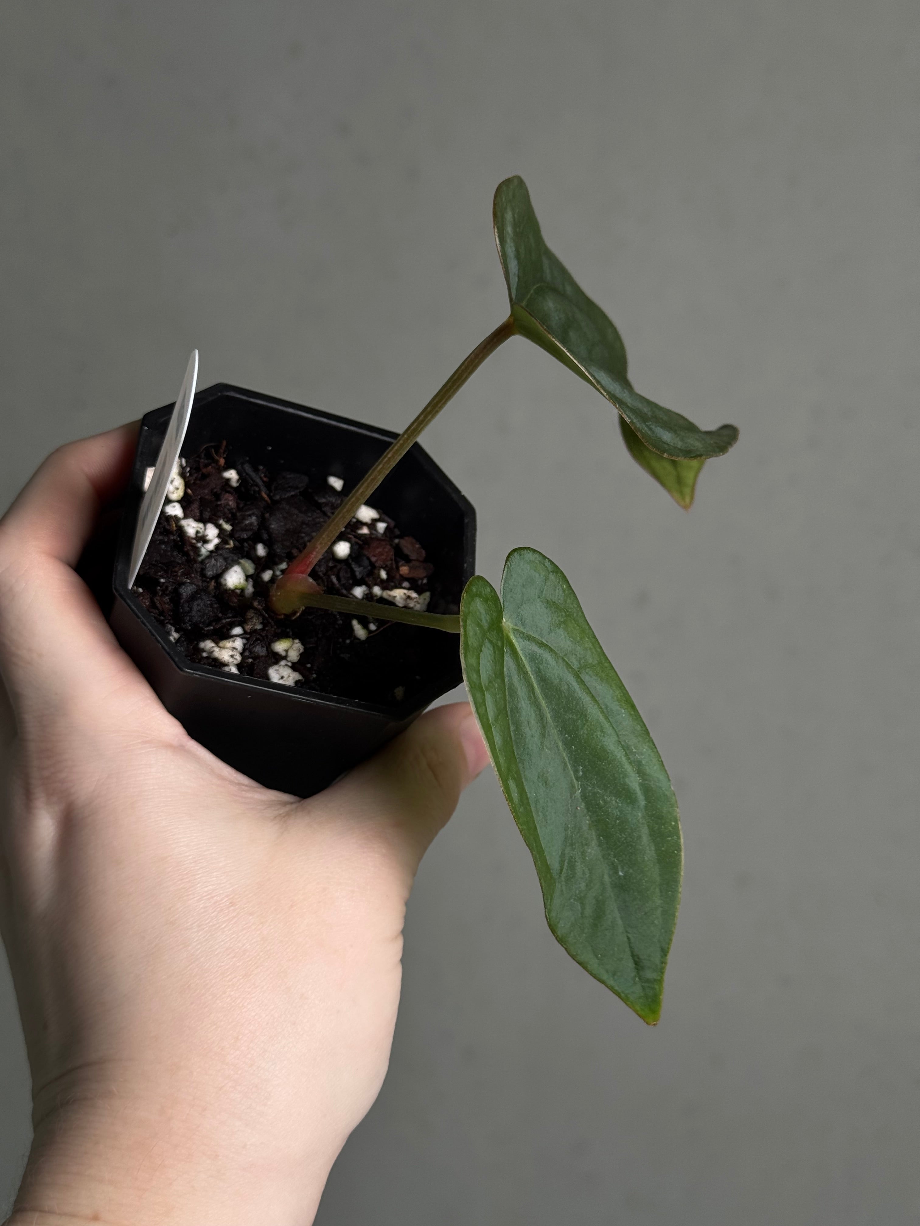 Anthurium (Dressleri RG F2 Dark x Carlablackiae 'Amanda') x Dressleri RG - SMUKHI