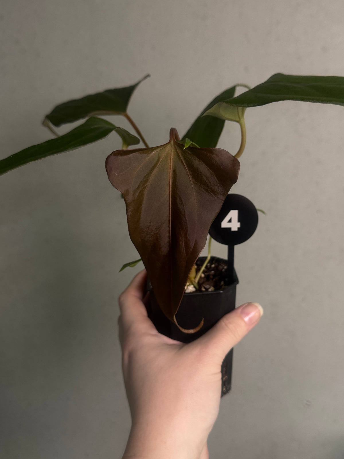 Anthurium plant with glossy green leaves and striking red flowers, from SMUKHI's 'Cobra' x Fort Sherman x Indo Portillae collection.