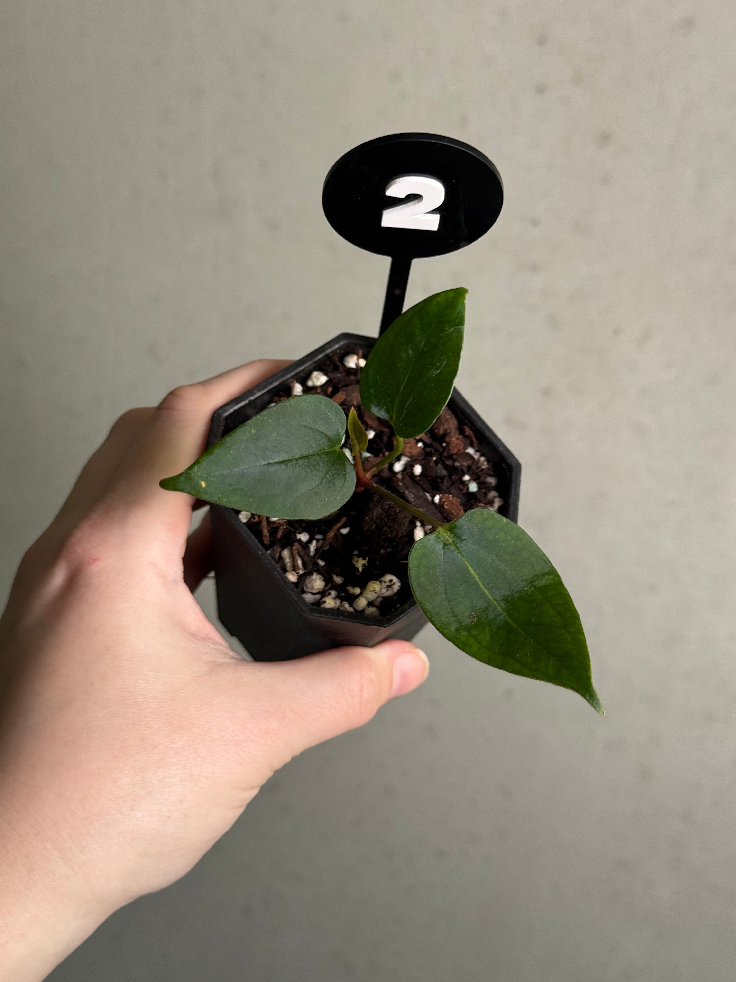 Anthurium Portillae 'Dorito' - Clone