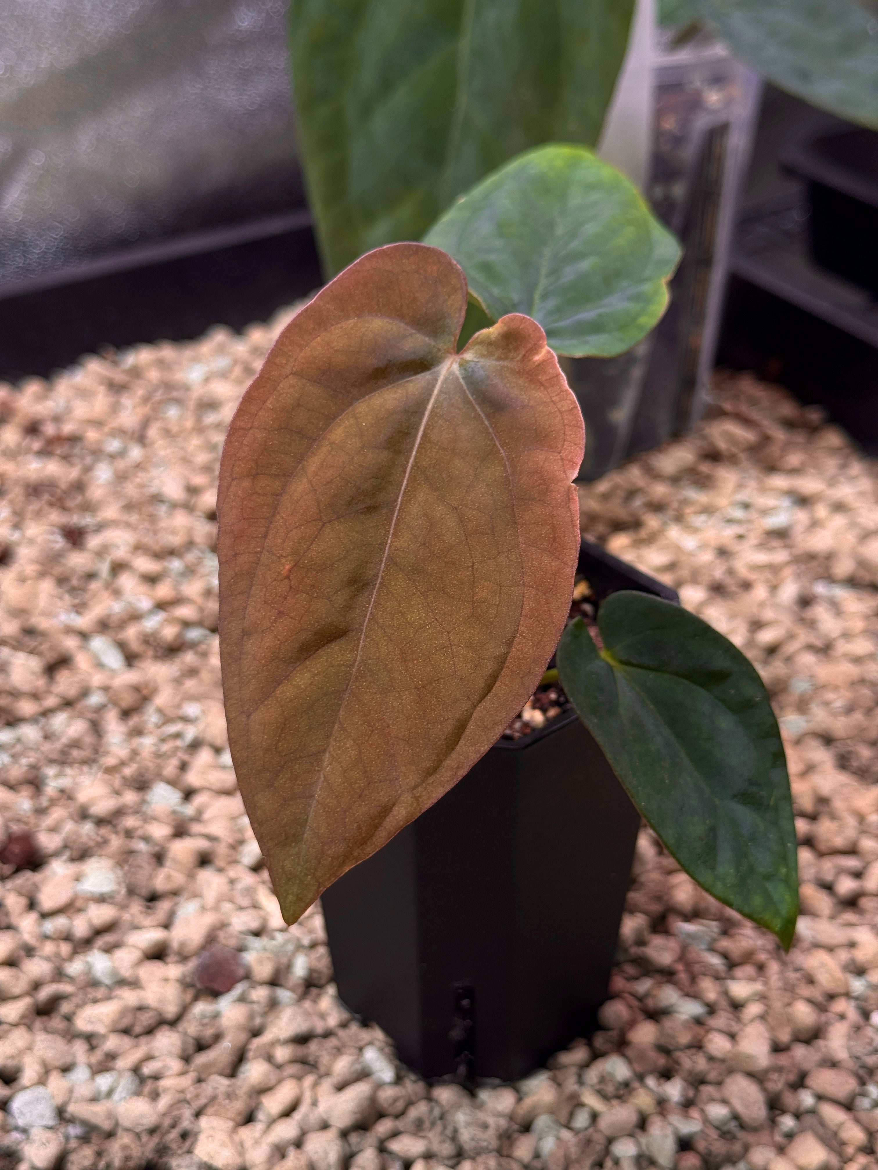 Anthurium BVEP Round x Felix - Clone