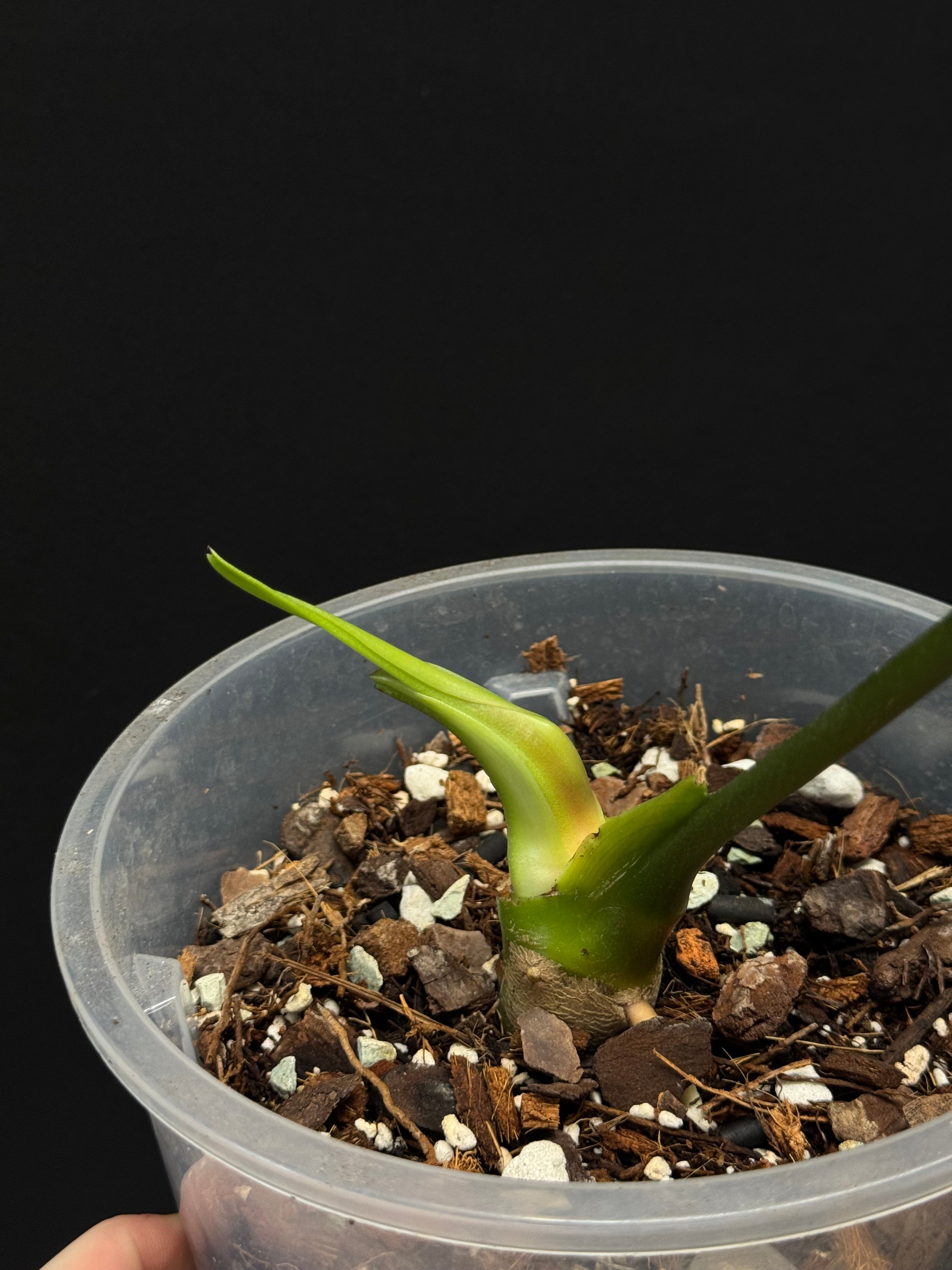Anthurium Regale