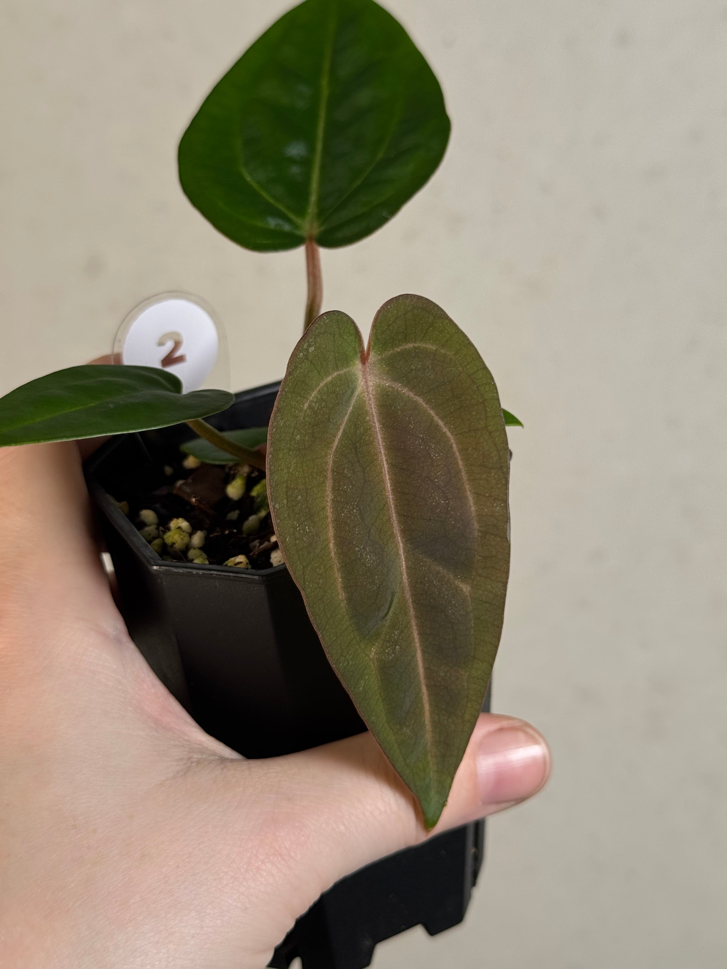 Anthurium (Carlablackiae WU1 x self) x (Black Widow x Red Velvet Cake)