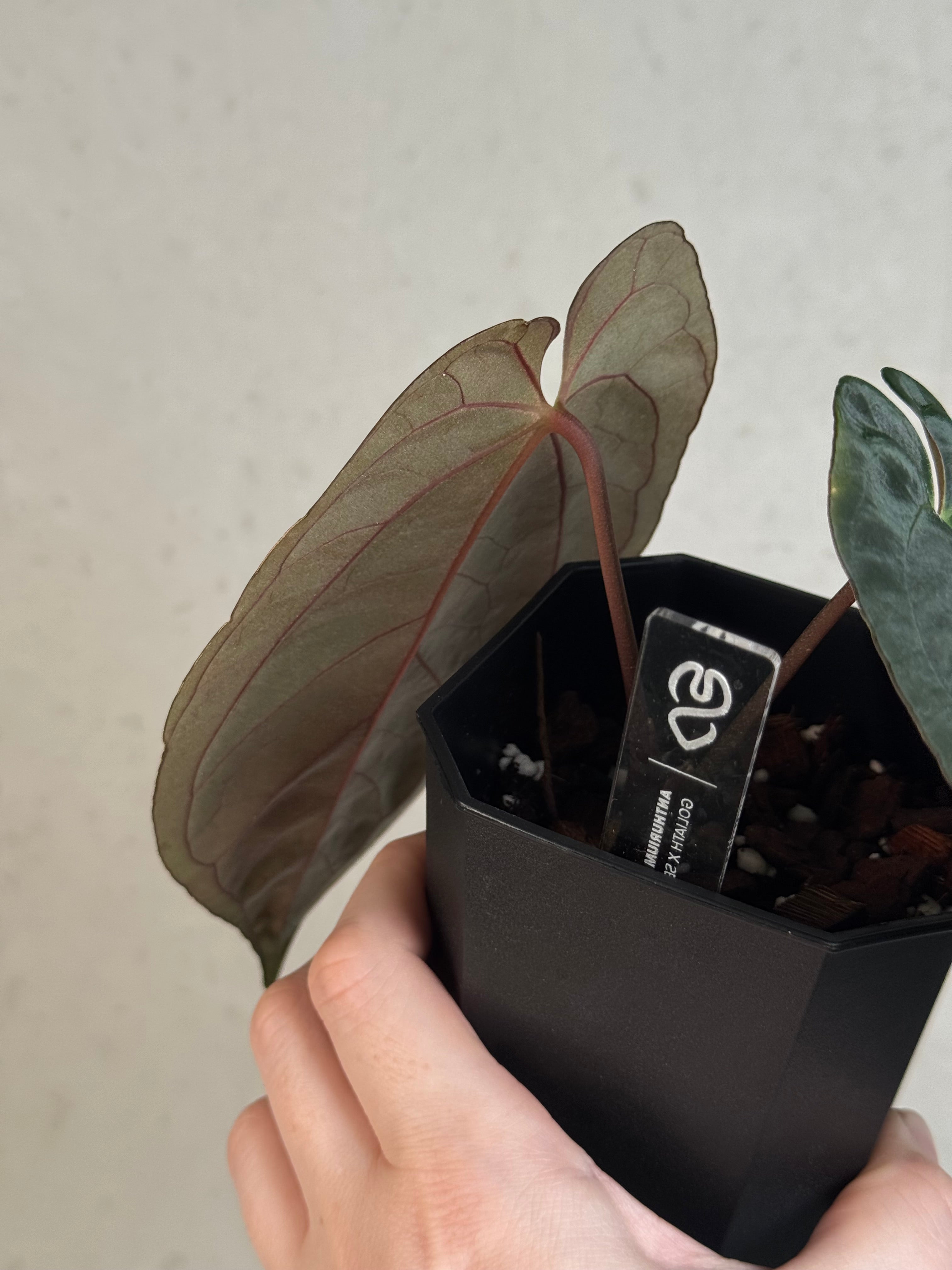 Anthurium Goliath x self