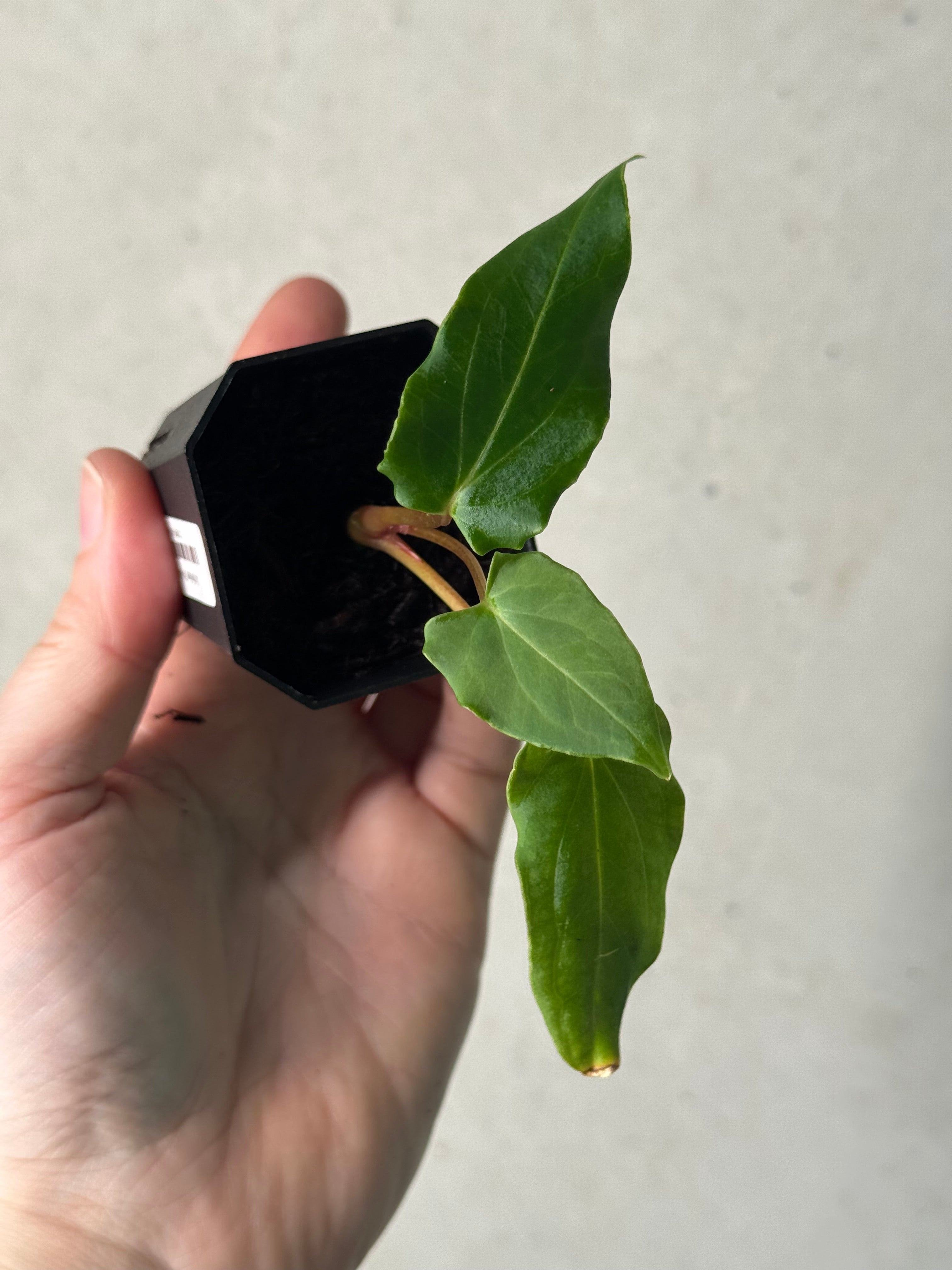 Anthurium ‘Dracula’ x self