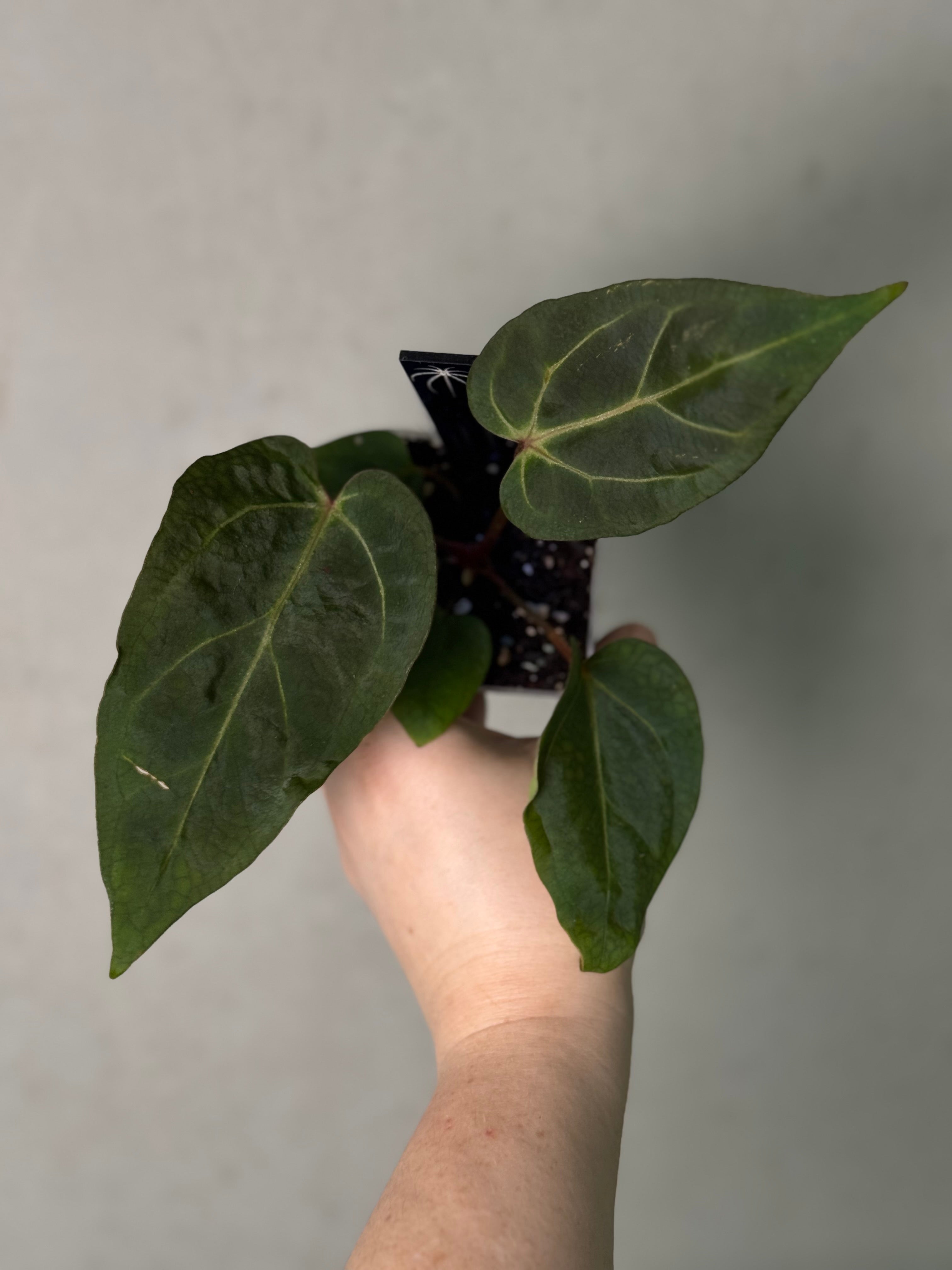 Anthurium Carlablackiae ('Round' x GPH-001) x Portillae 'Dorito'