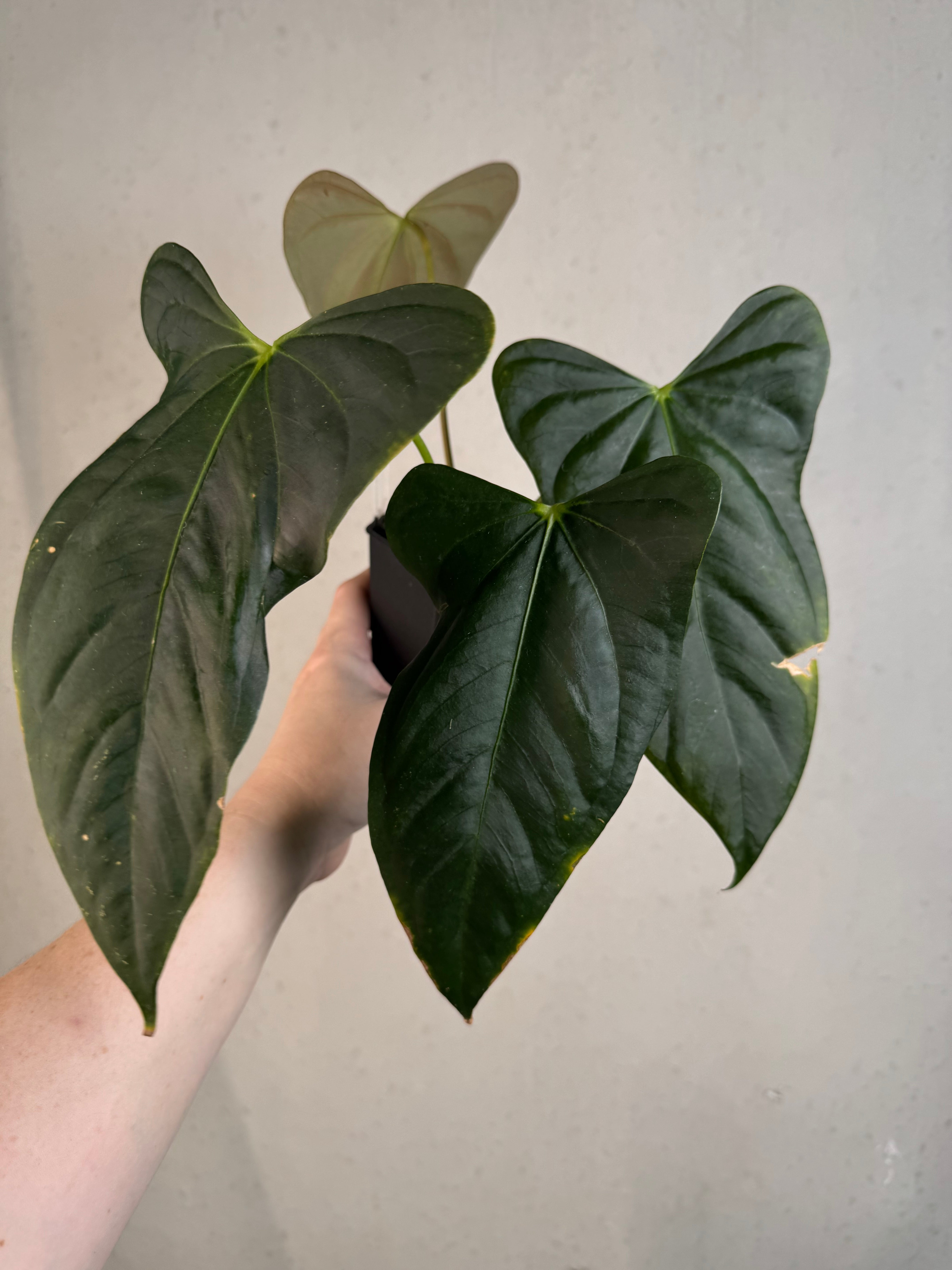 Anthurium (Subsignatum x Papillilaminum 'Marie') x FSxRL ‘Grim Reaper’
