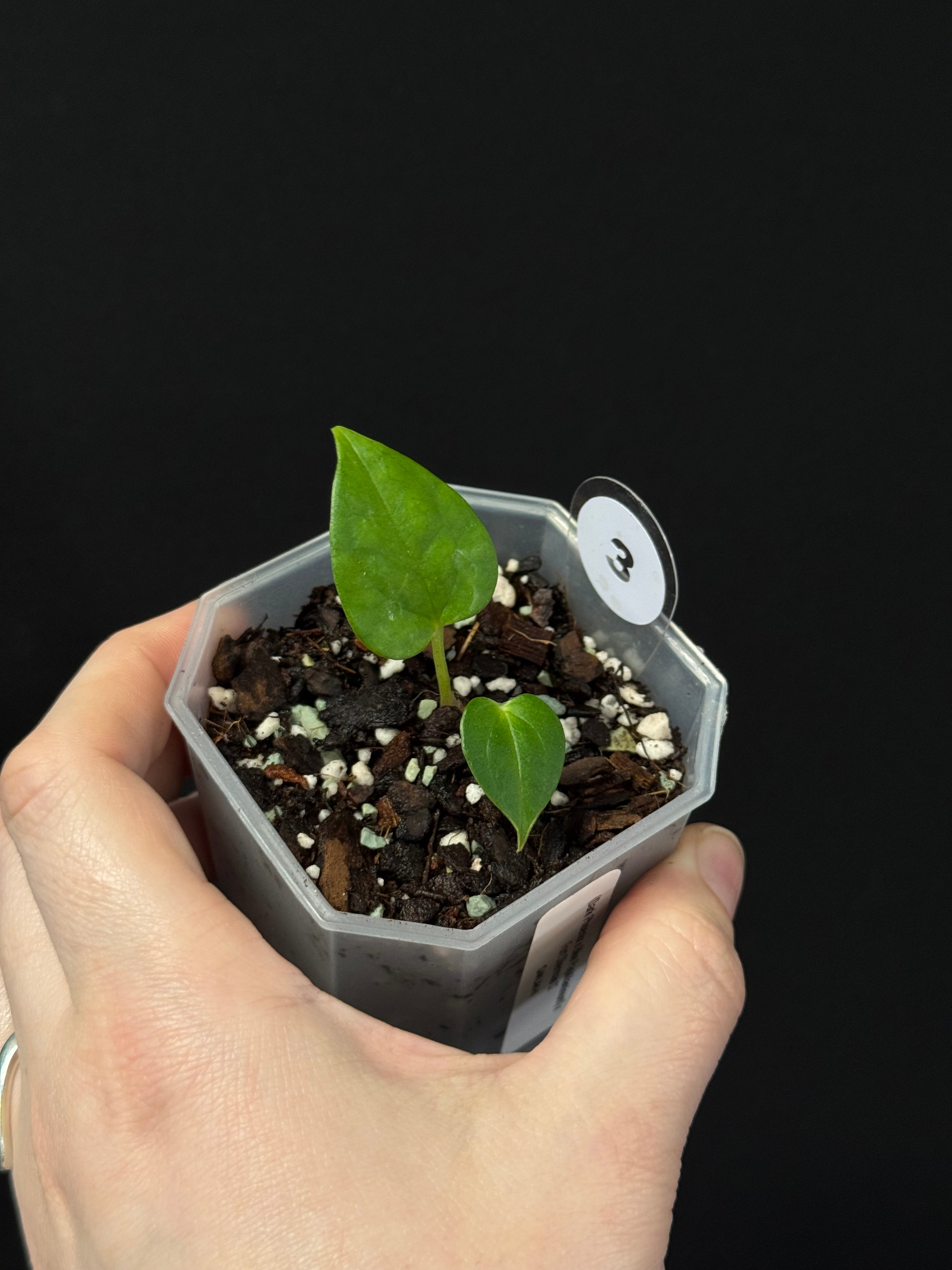 Anthurium (Dark Phoenix x Blue Papillilaminum) x Fort Sherman S1