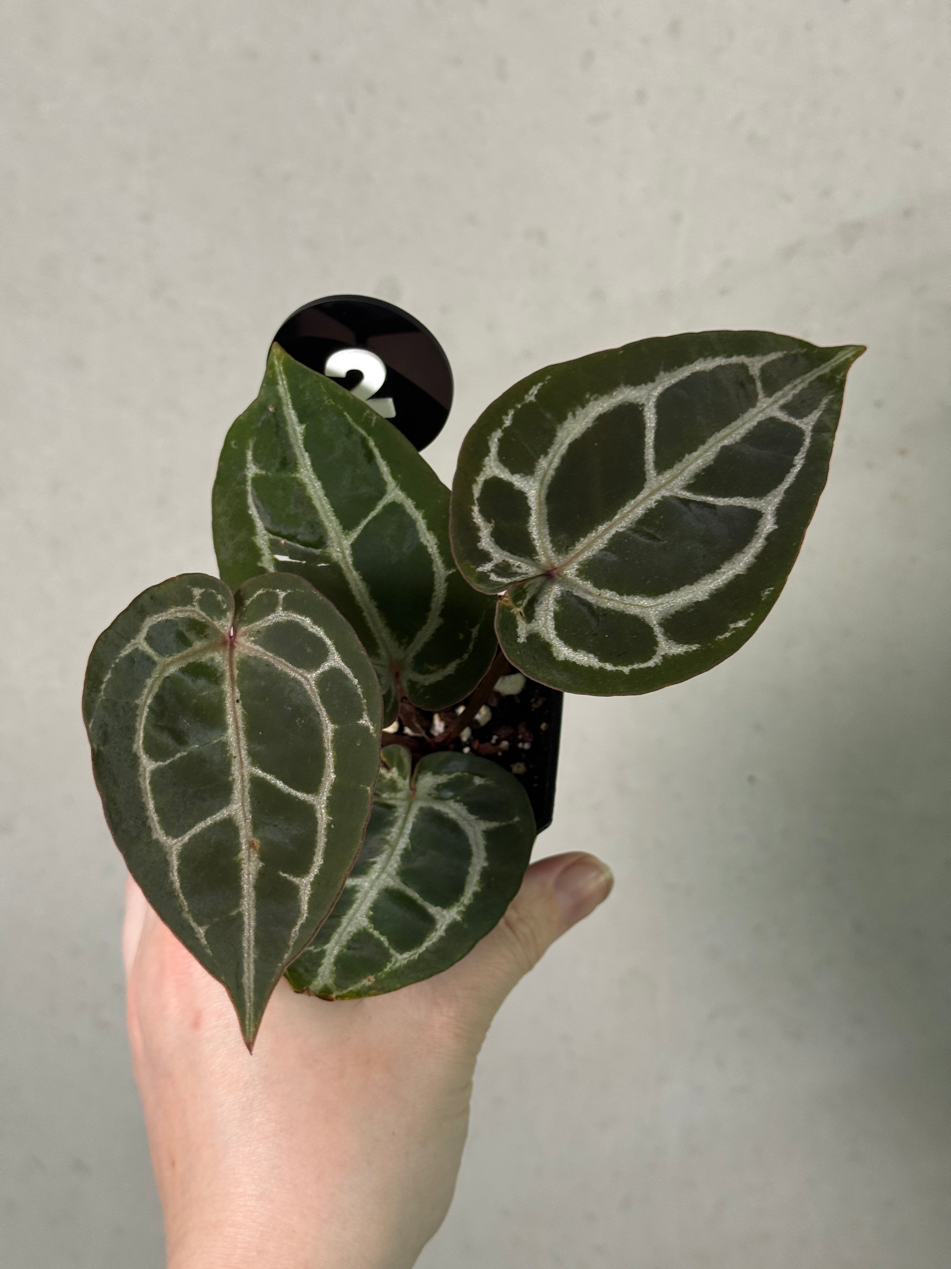 Healthy Anthurium Michelle plant with glossy green leaves and vibrant red flowers, displayed in a decorative pot.