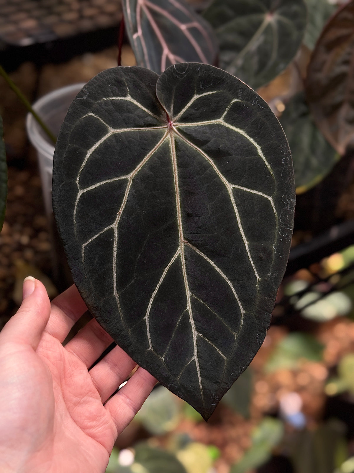 NFS: Anthurium Black Widow '43' x Red Velvet Cake '24'
