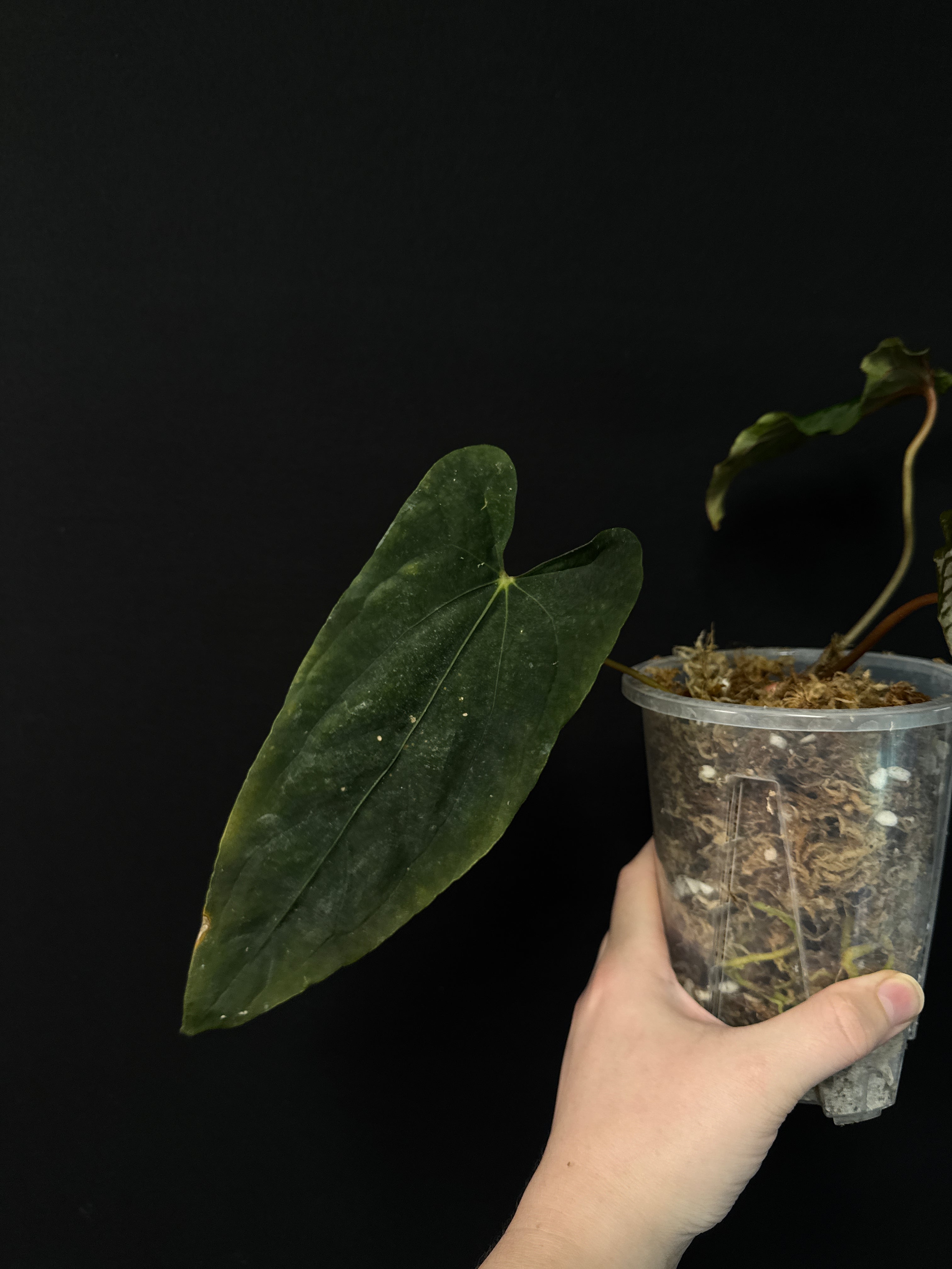Anthurium Ralph Lynam x self