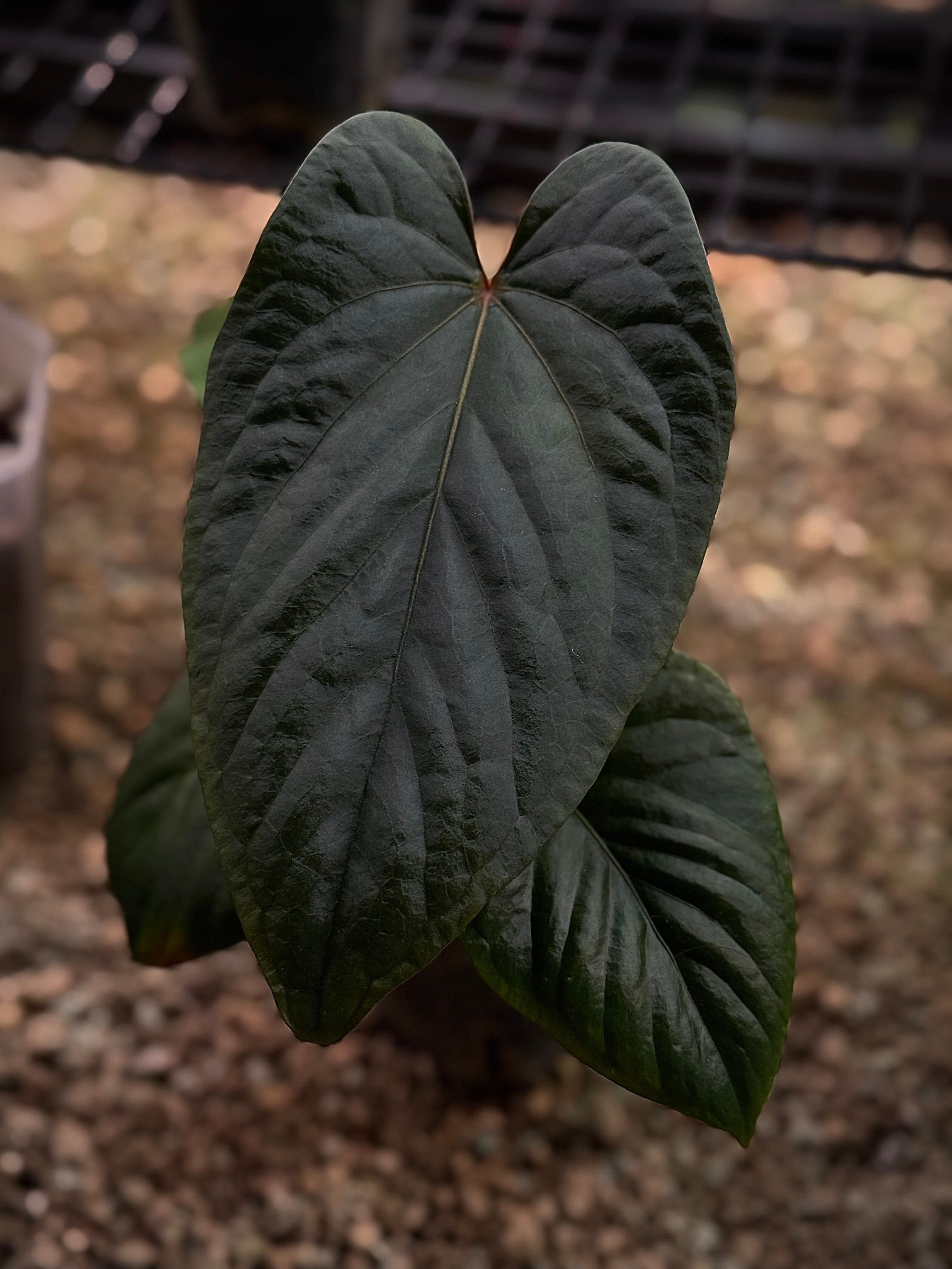 NFS: Anthurium Kunayalense F1
