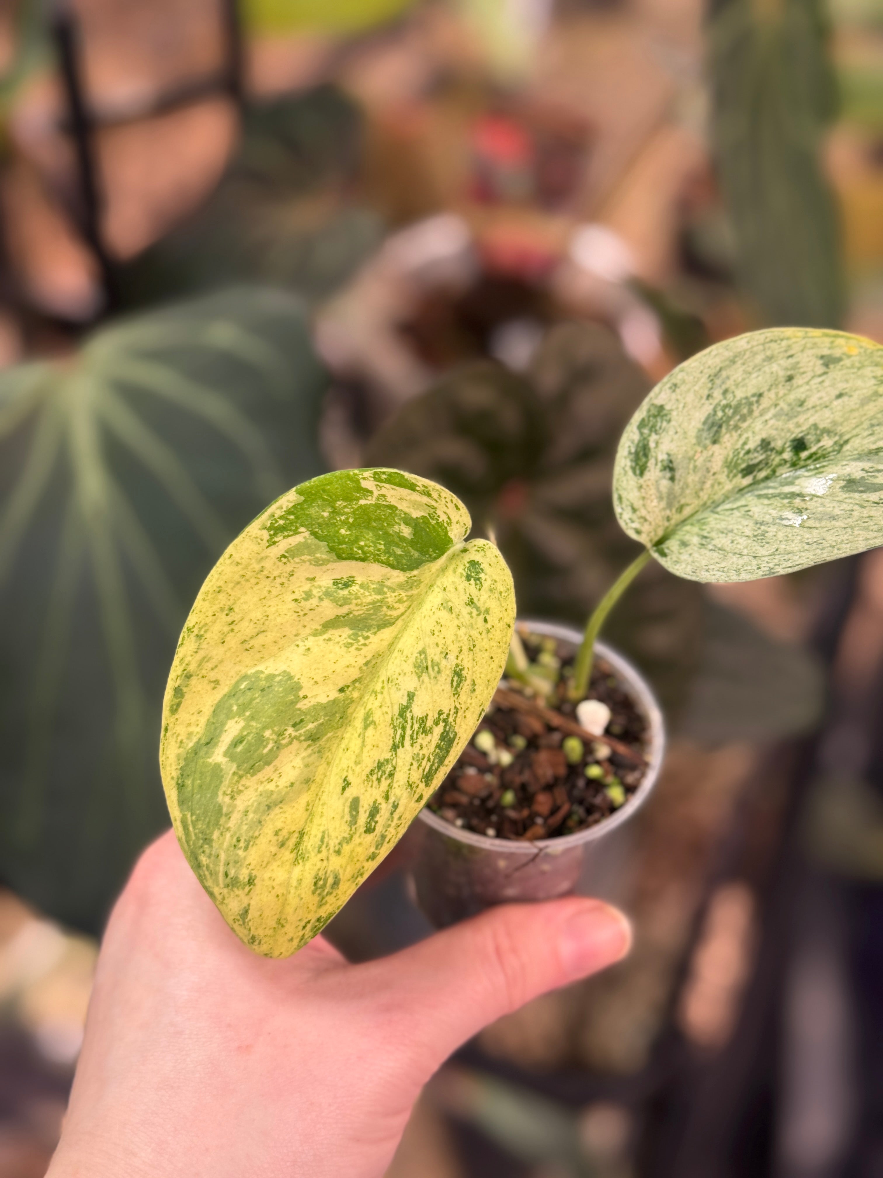 Scindapsus Jade Satin Marble Queen - SMUKHI
