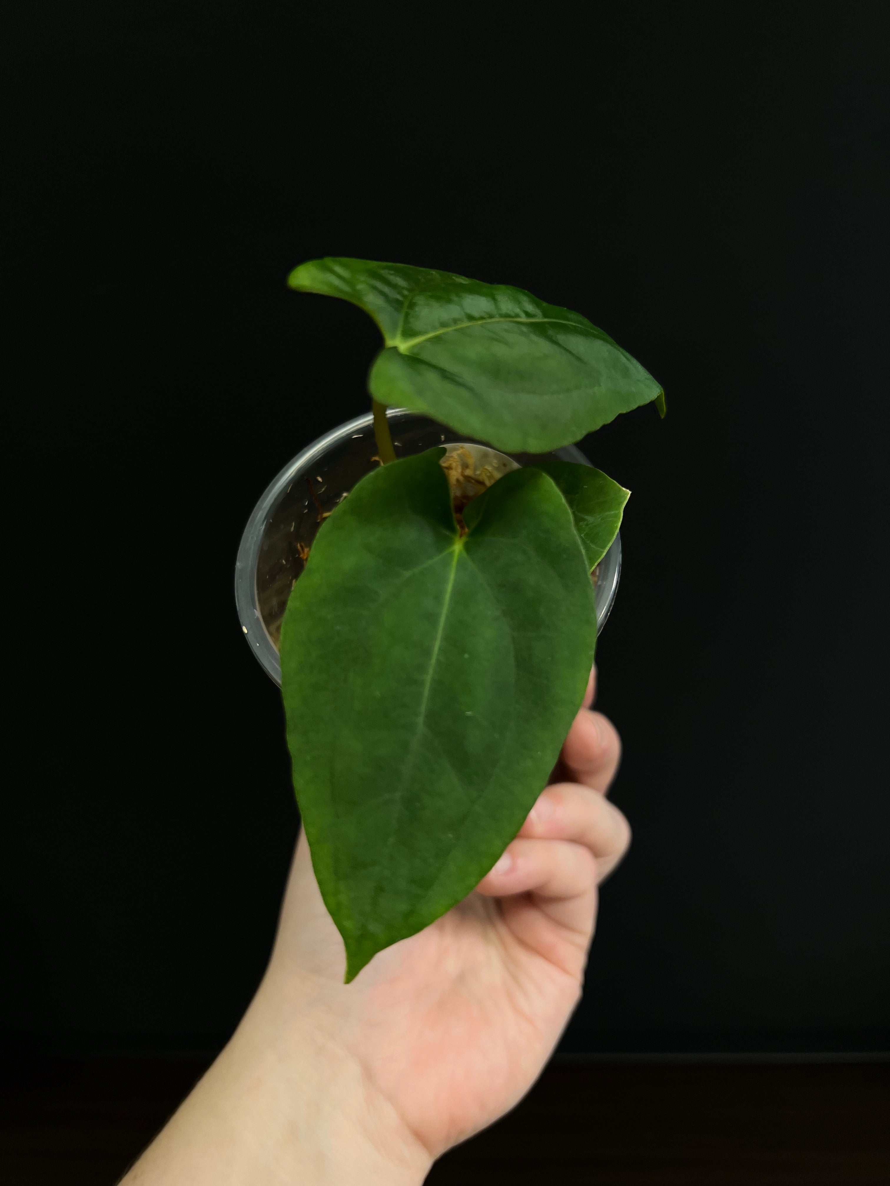 Anthurium RLFS x self - Small Plants