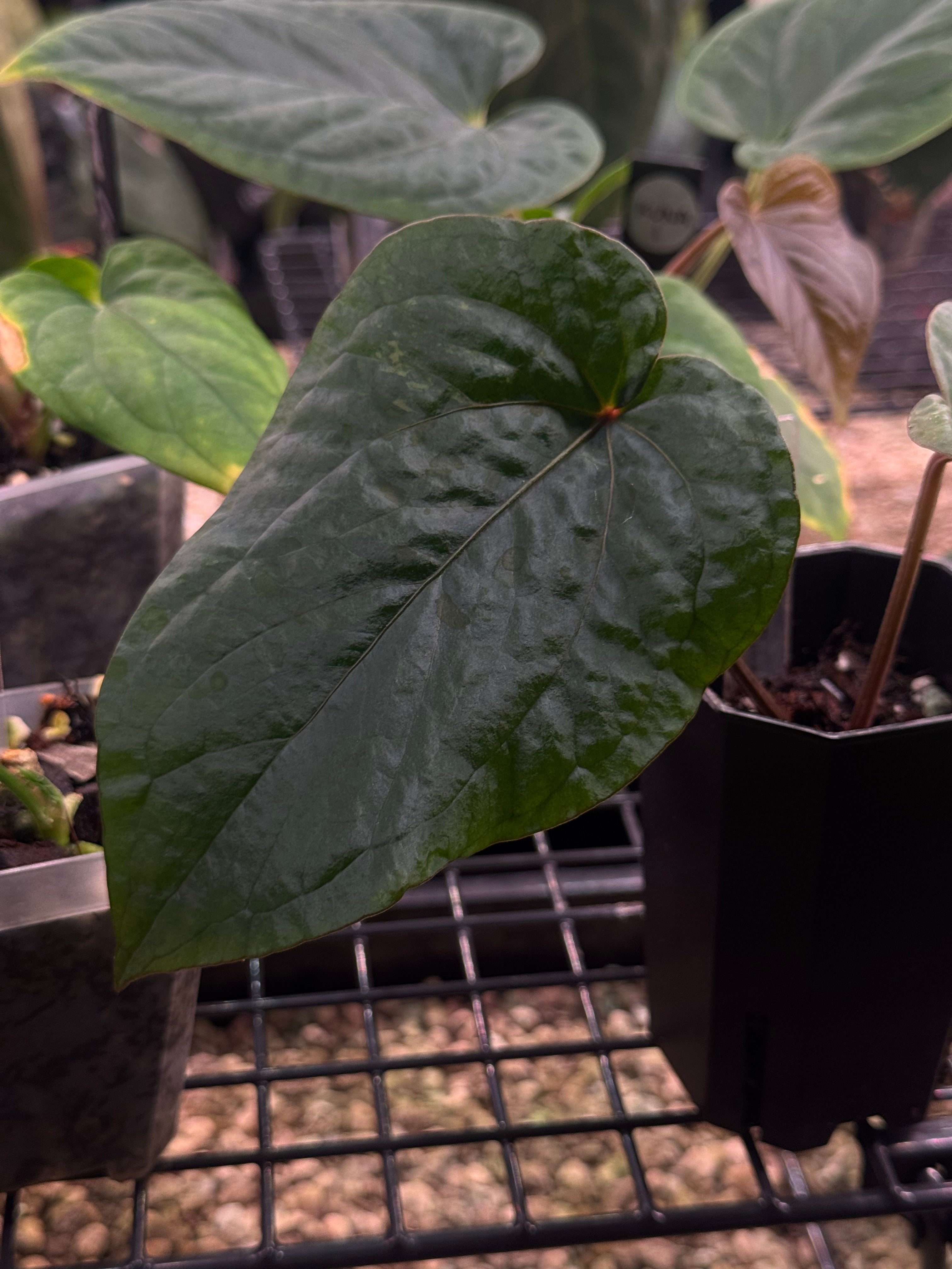 Anthurium Kunayalense F1 - Clone - Pre-order - SMUKHI