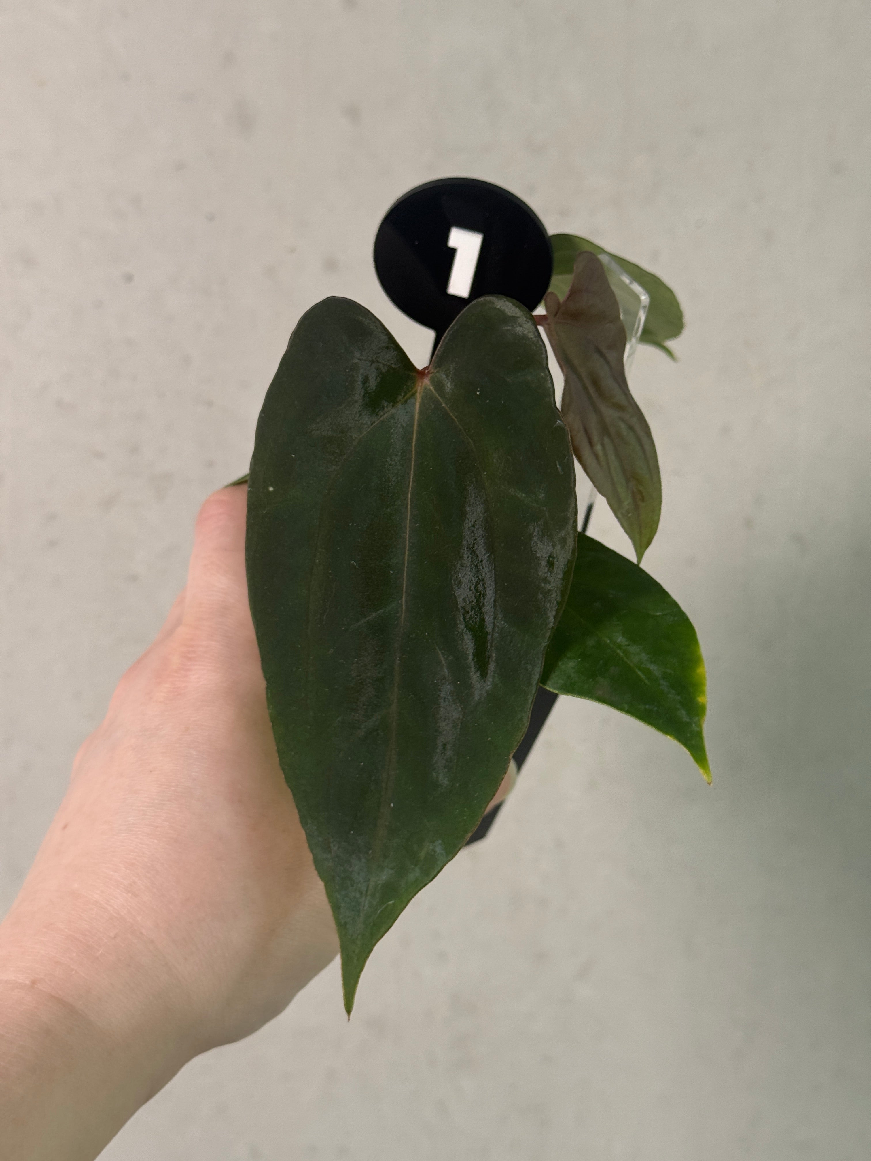 Anthurium Papillilaminum Ree Gardens x Ralph Lynam S1