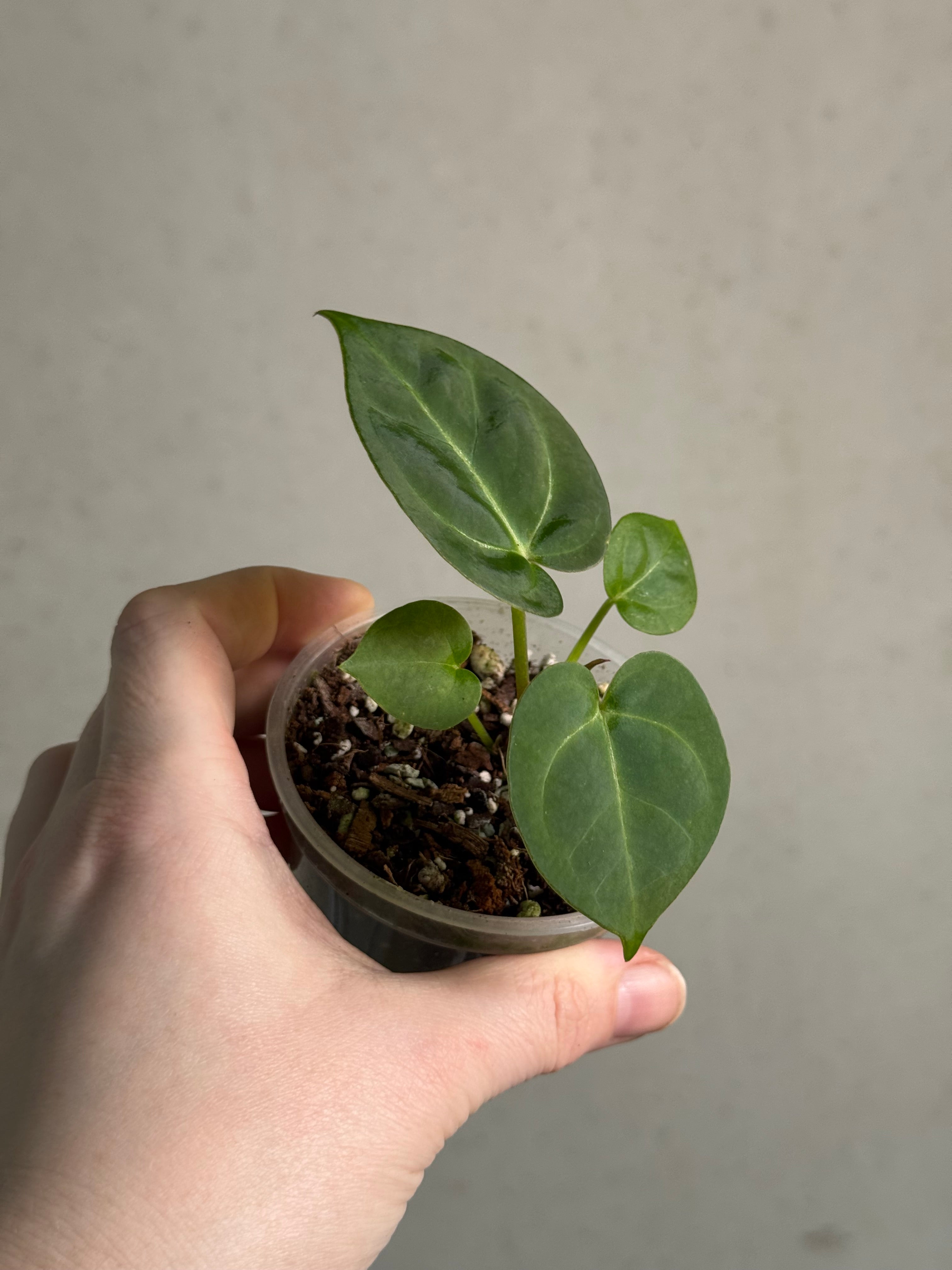 Anthurium (Papillilaminum x) x Crystallinum 'Silver Blush' - SMUKHI