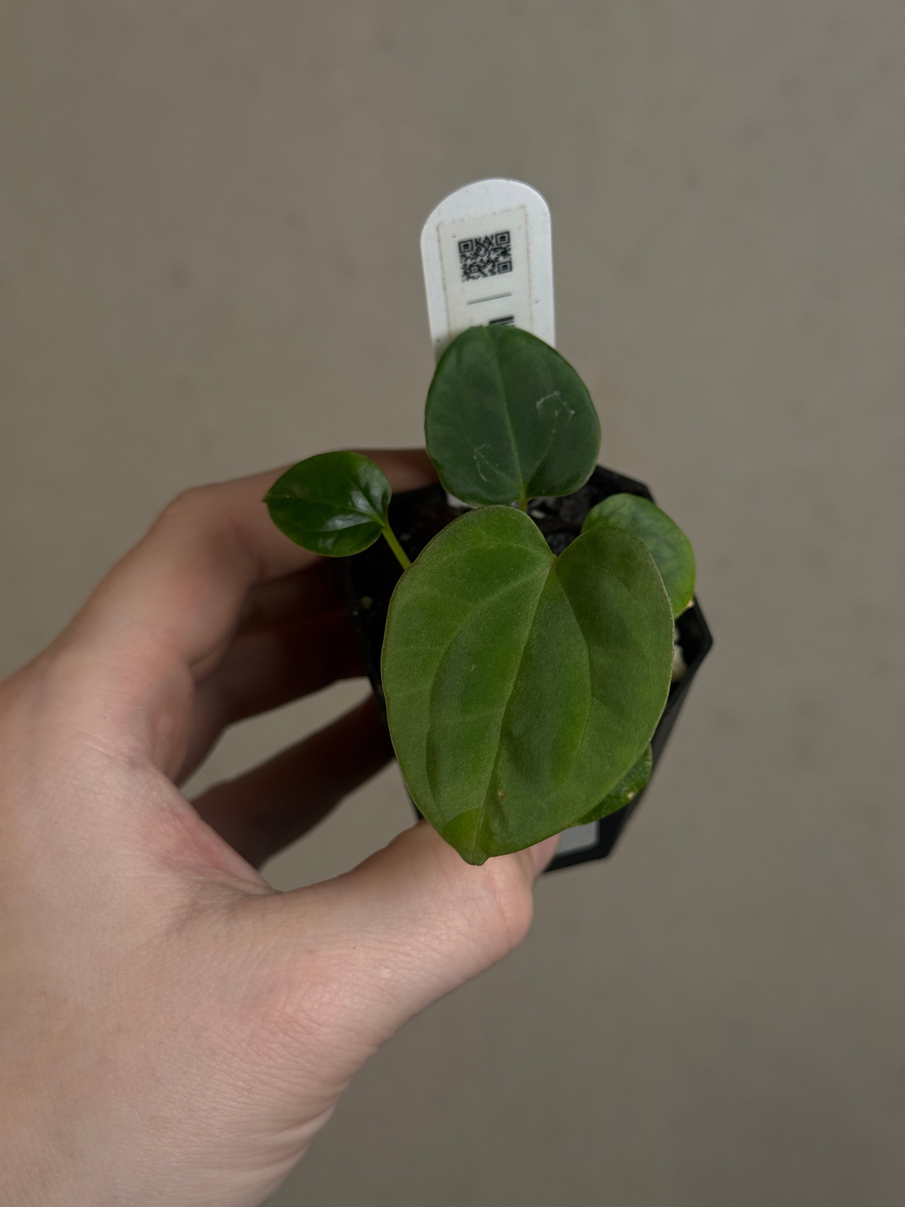 Anthurium BVEP (WU1 x 'Oliver') x 'Supernova'