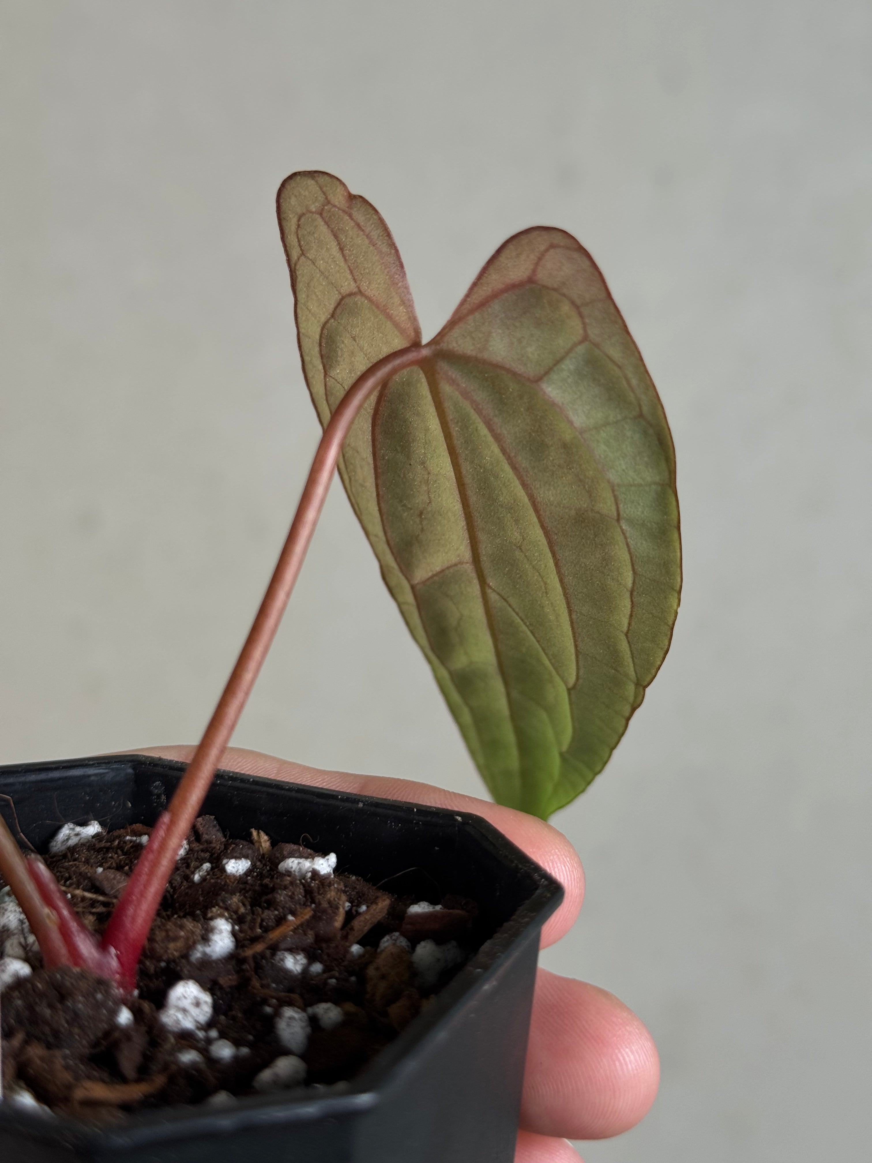 Anthurium Fort Sherman x Red Vein Dark Phoenix - Clone