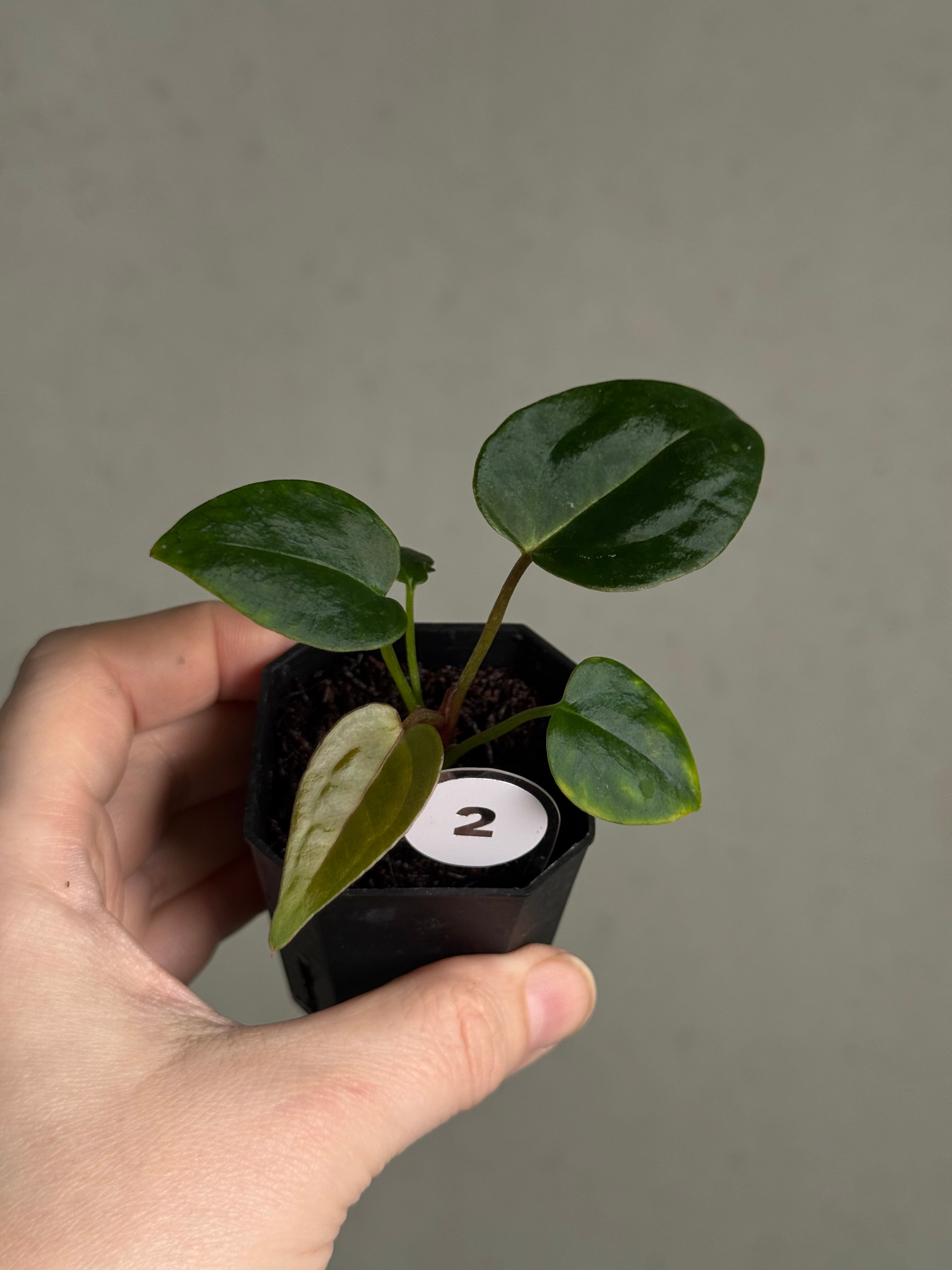 Anthurium Tim Anderson ‘Stripey’ x Portillae ‘Dorito’ - SMUKHI