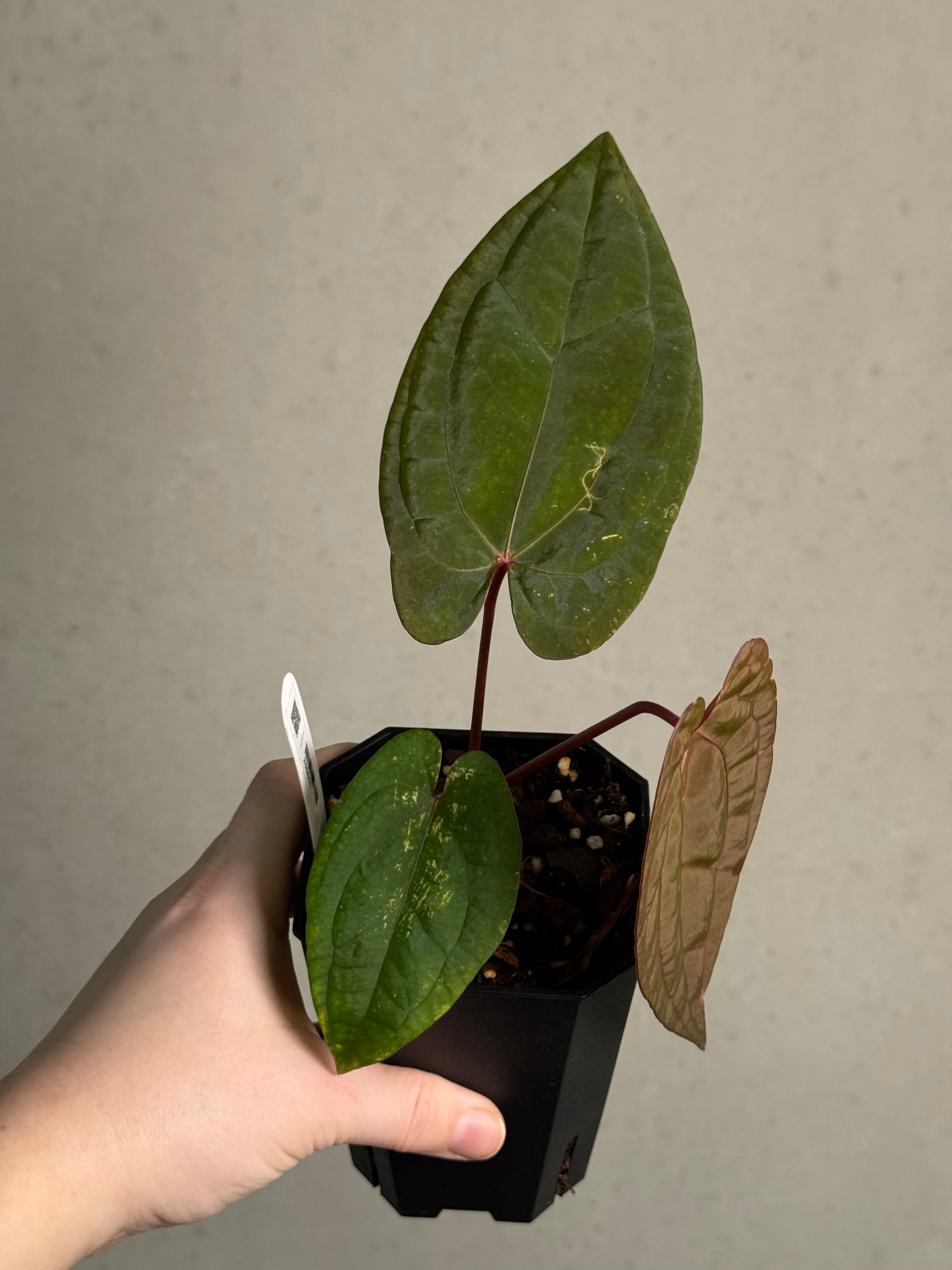 Anthurium Red Vein Dark Phoenix - Clone - SMUKHI