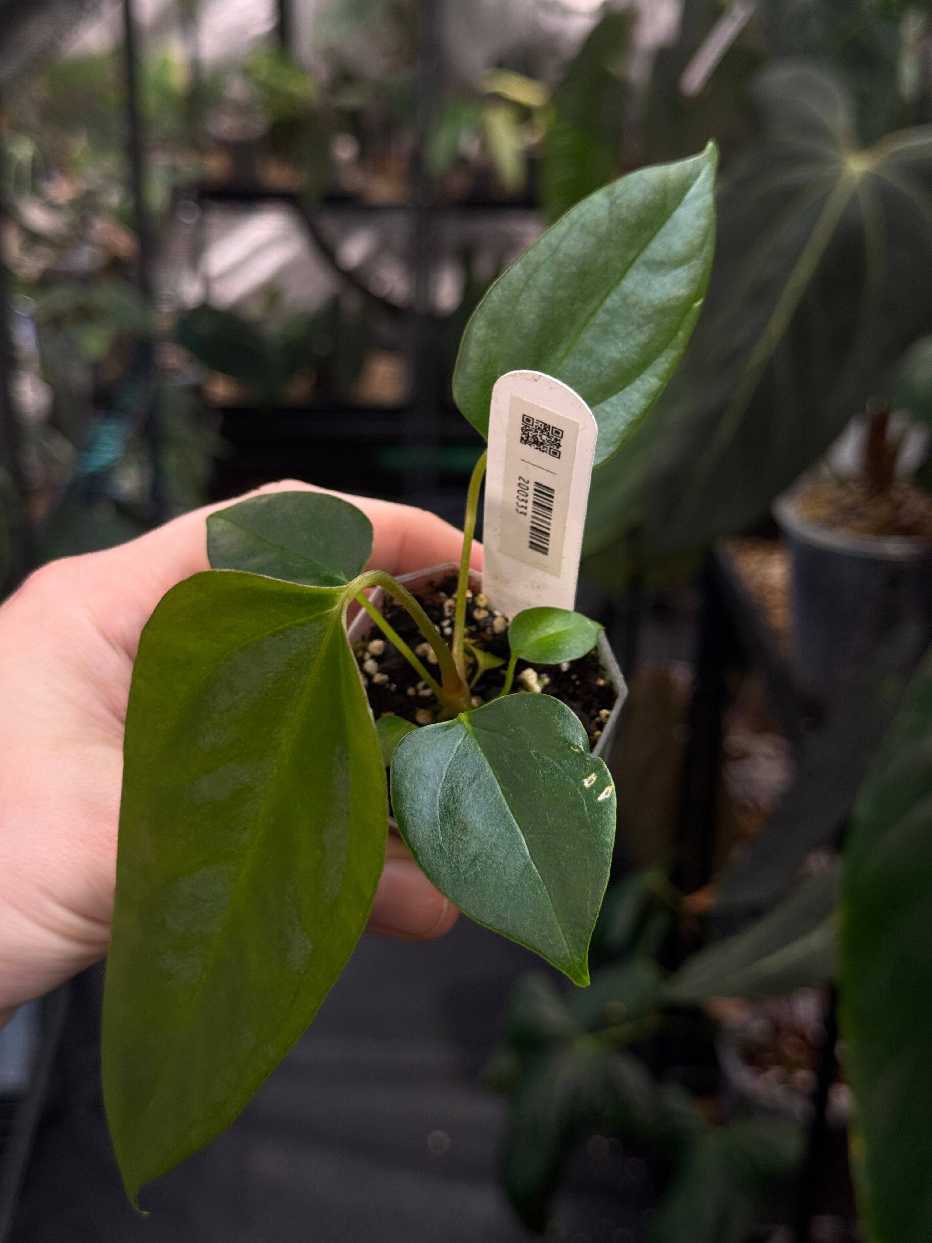 Anthurium Subsignatum x FSxRL ‘Grim Reaper’ - SMUKHI