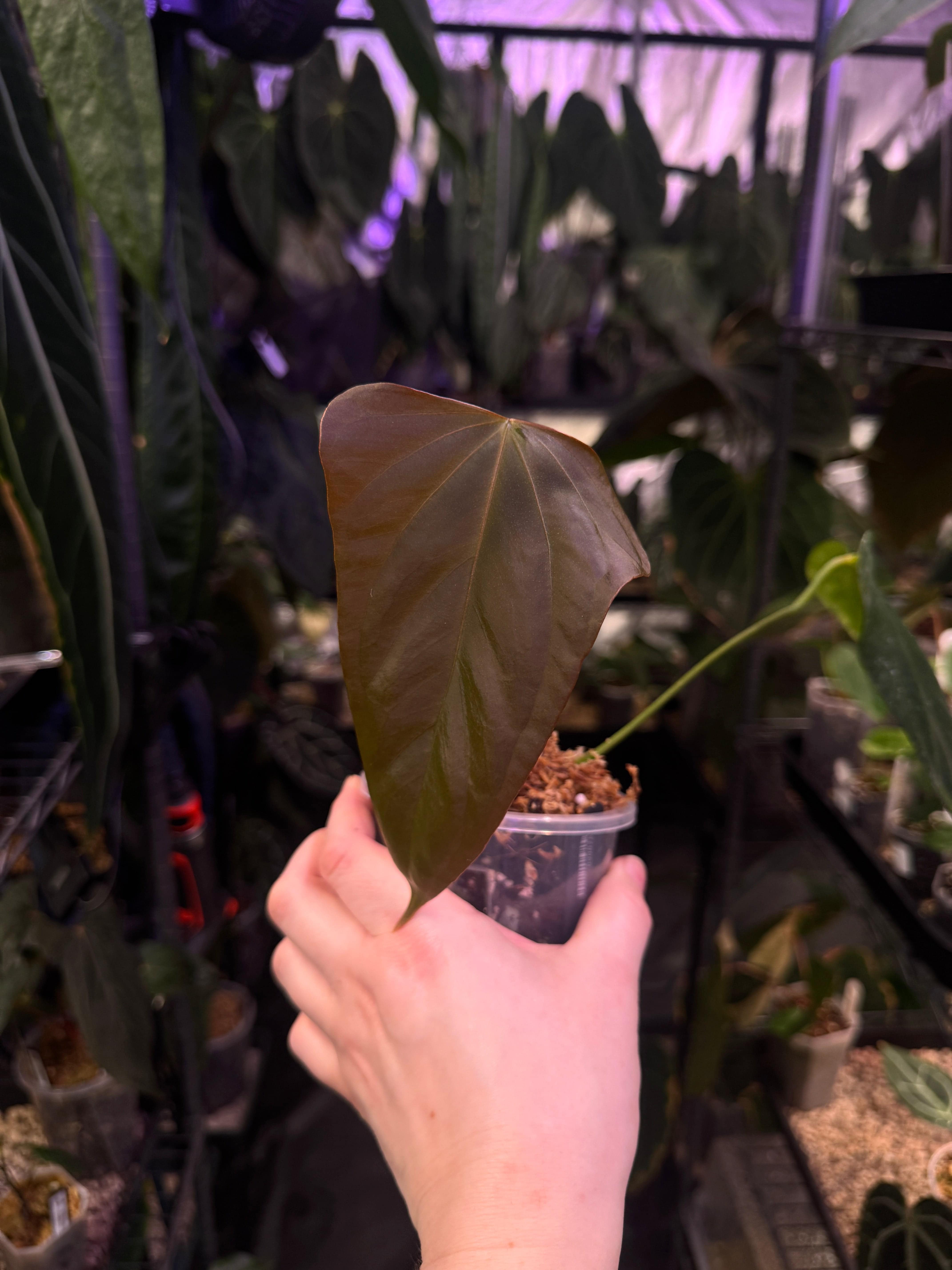 NFS: Anthurium Indo Portillae #1 - SMUKHI