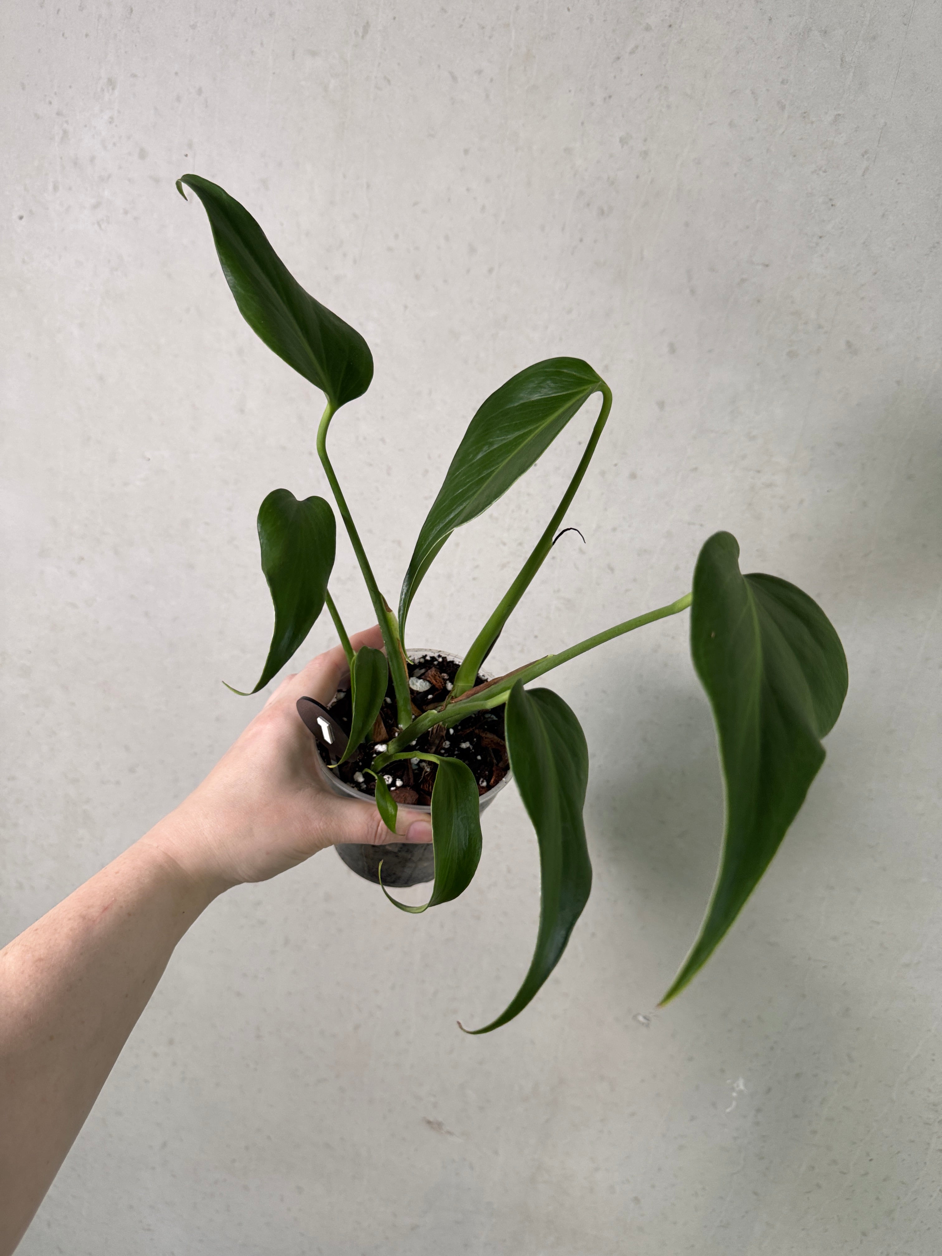 Monstera Burle Marx Flame
