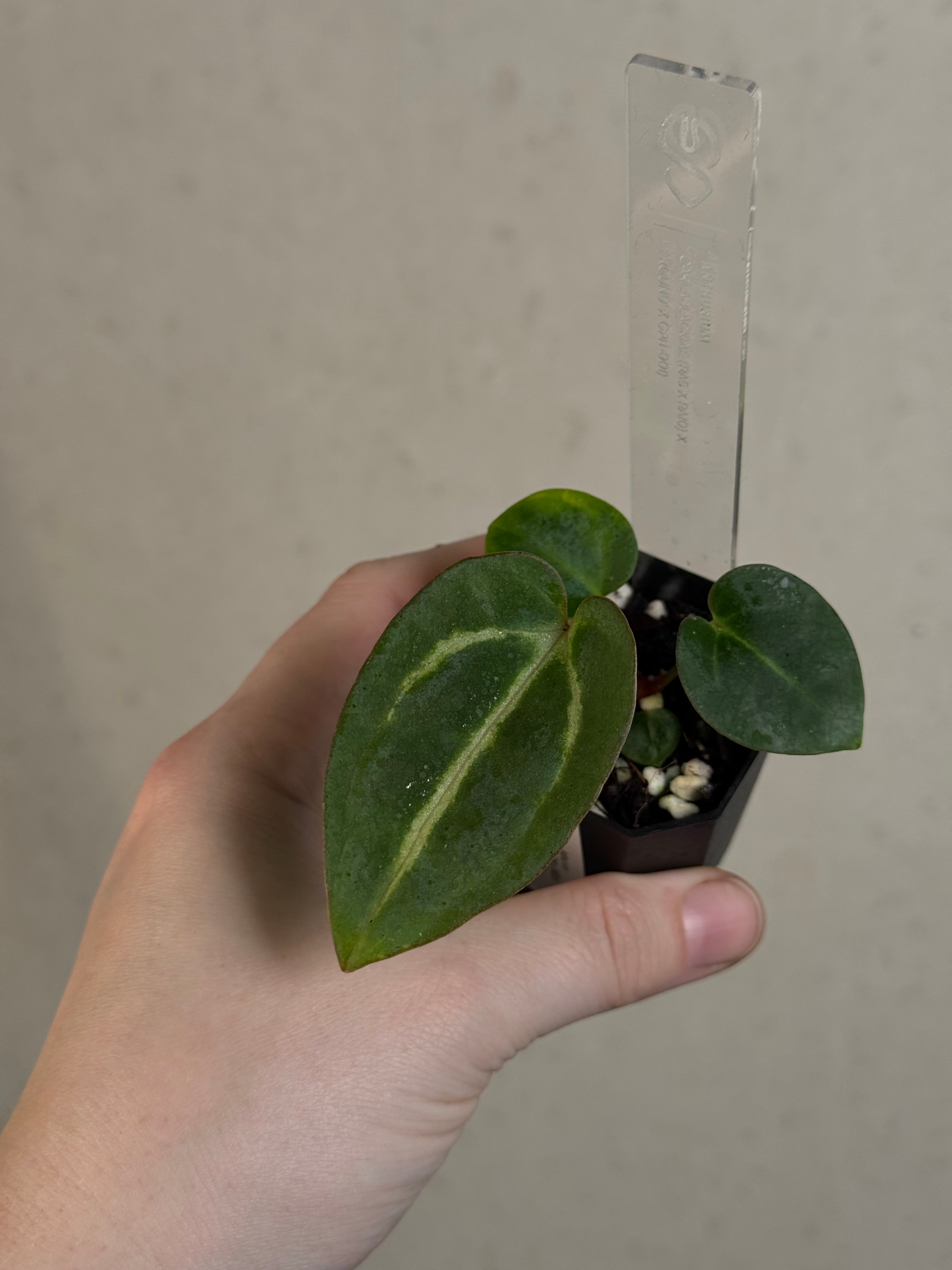 Anthurium Carlablackiae (RA5 x RA10) x ('Round' x GPH-001)