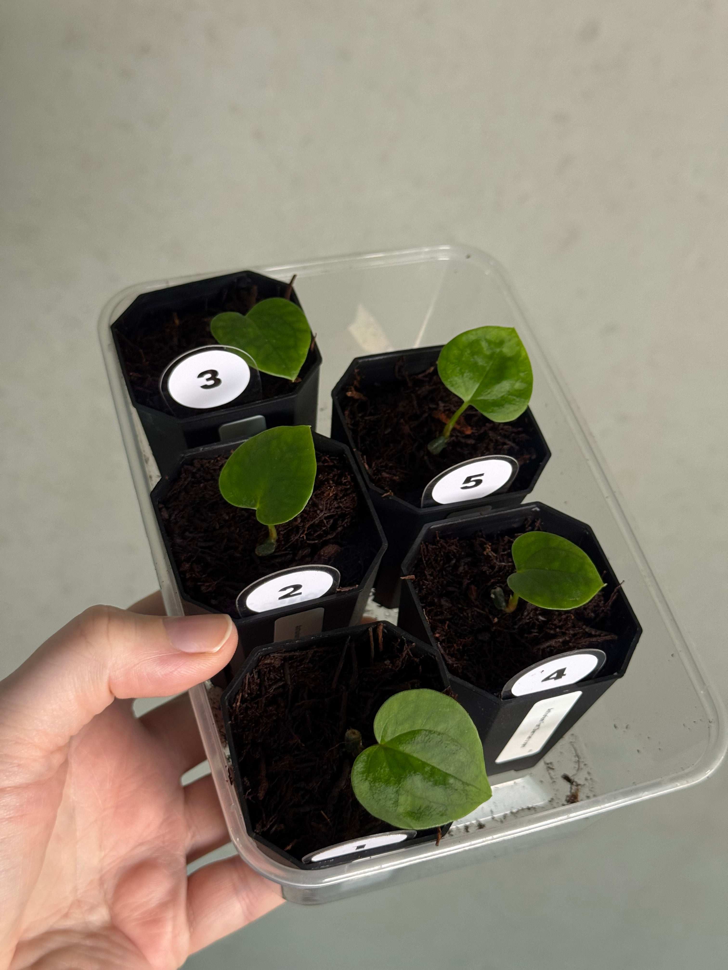 Anthurium Fort Sherman x open - Pre-order - SMUKHI