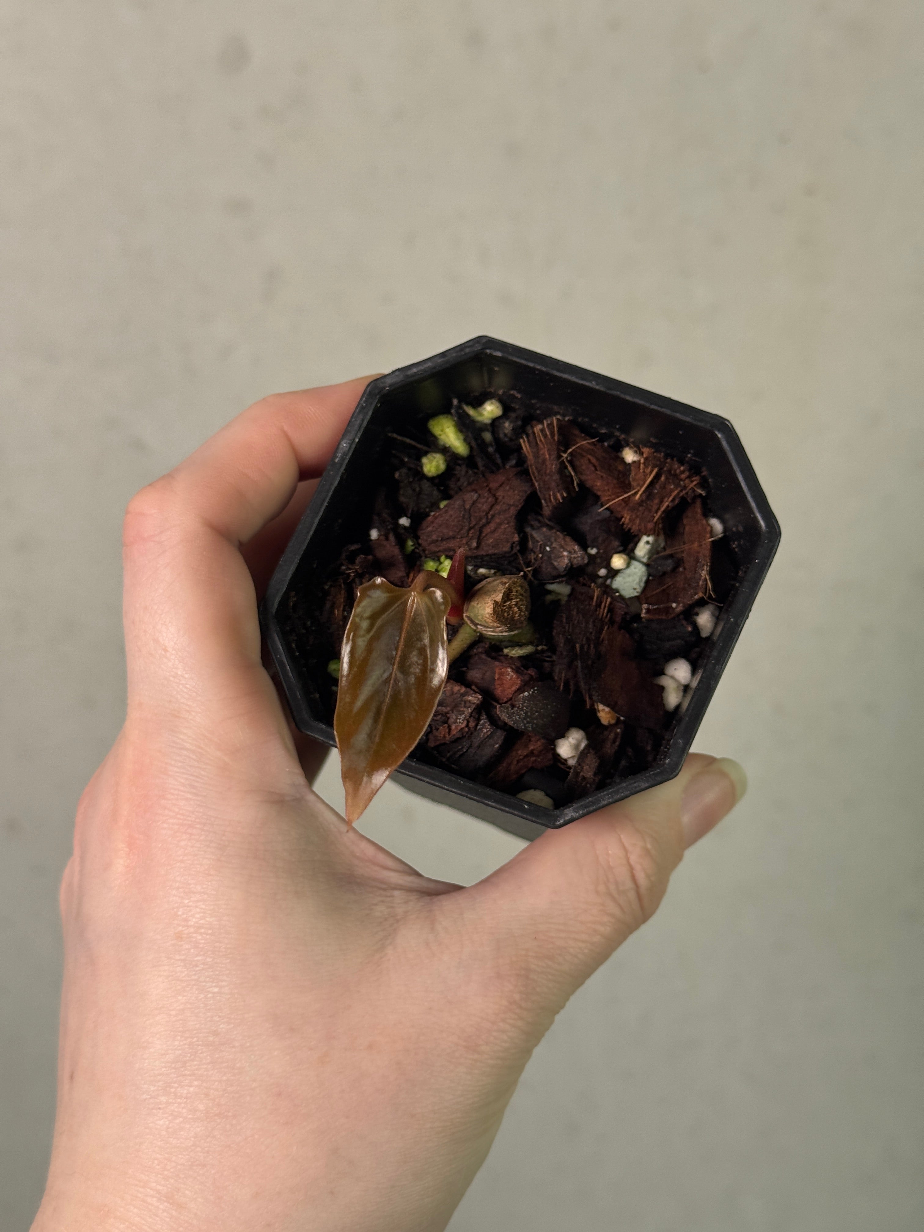Anthurium Mr. Worldwide - Clone
