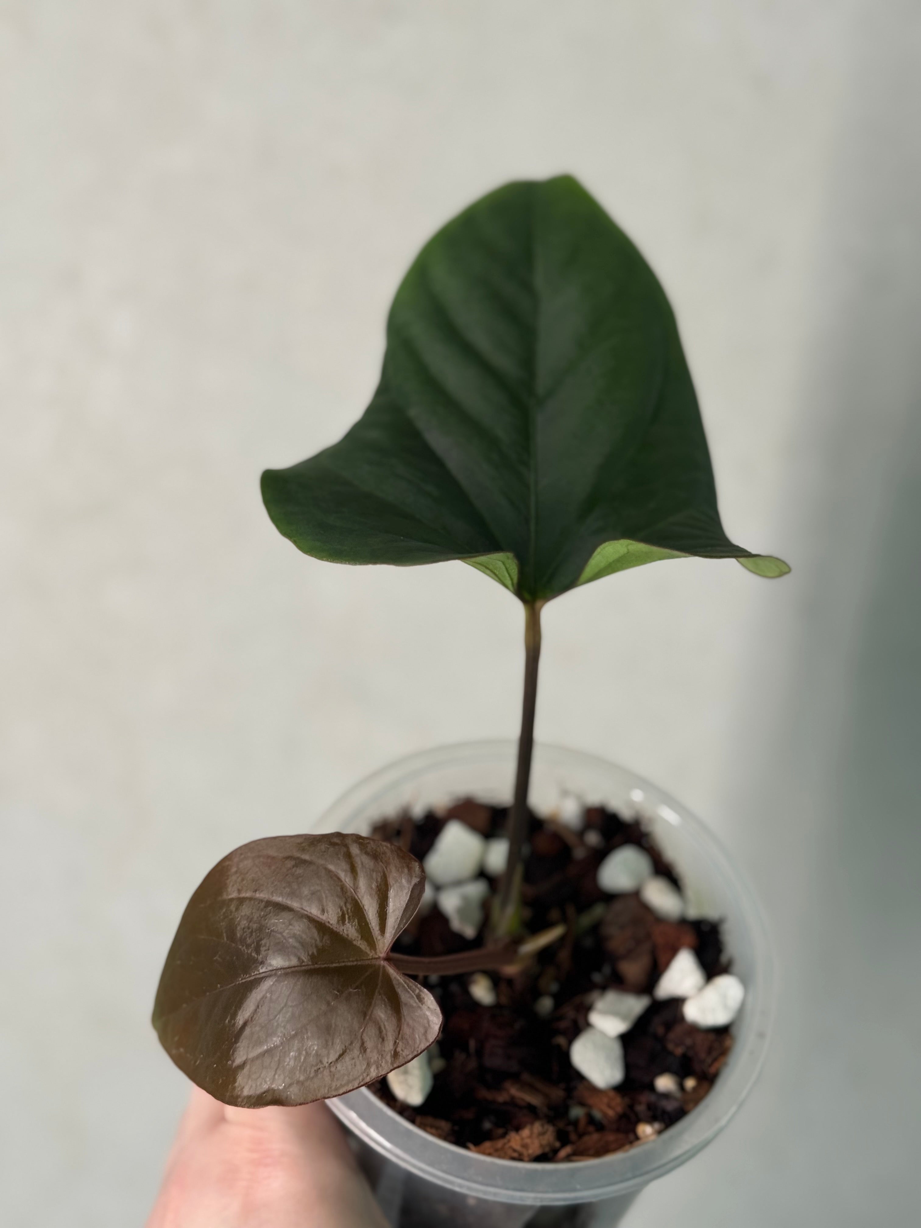 Anthurium Dressleri Eastern Form - Pre-order