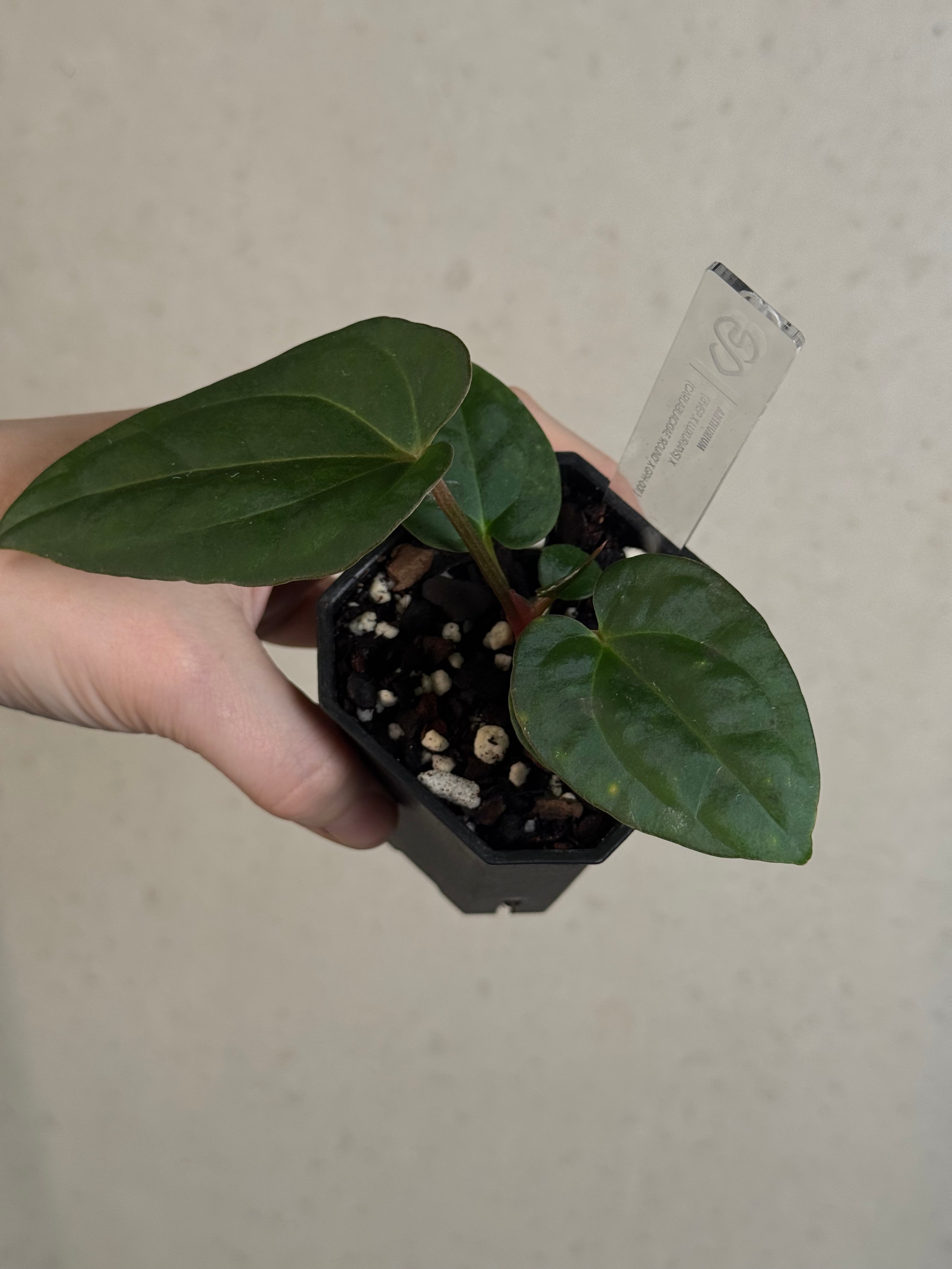 Anthurium (BVEP x Luxurians) x Carlablackiae ('Round' x GPH-001)
