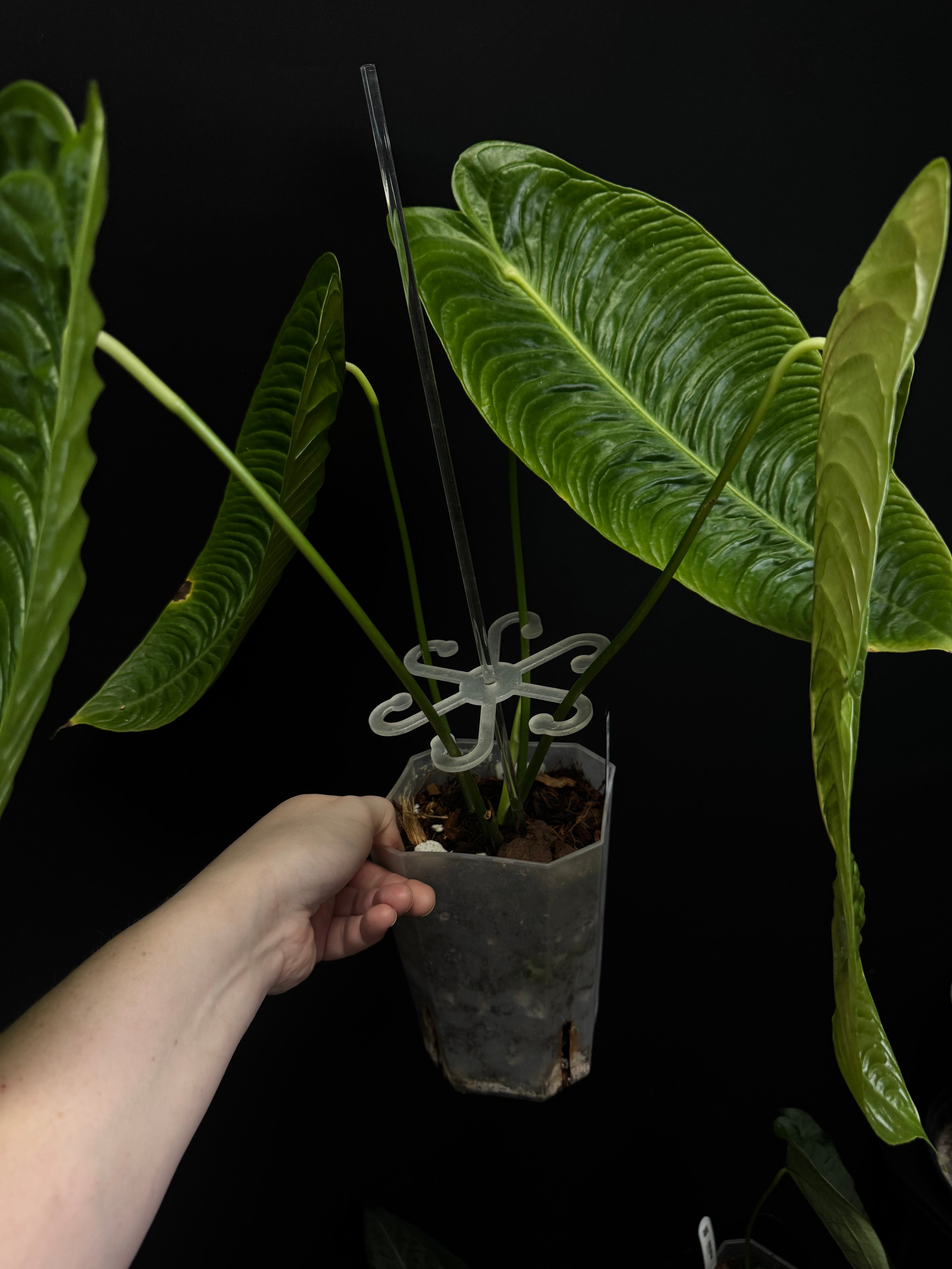 Anthurium Veitchii