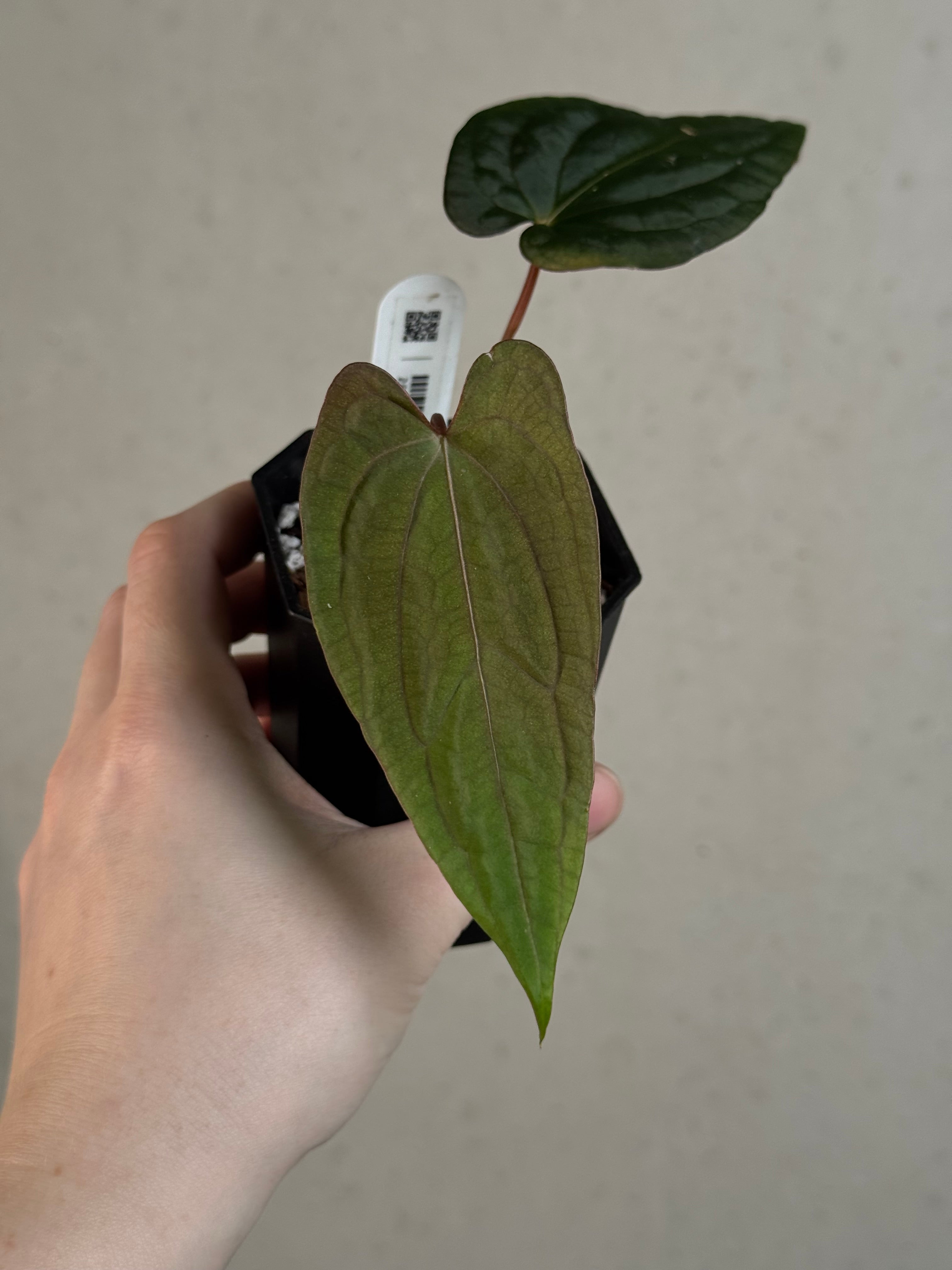 Anthurium Fort Sherman x Red Vein Dark Phoenix - Clone