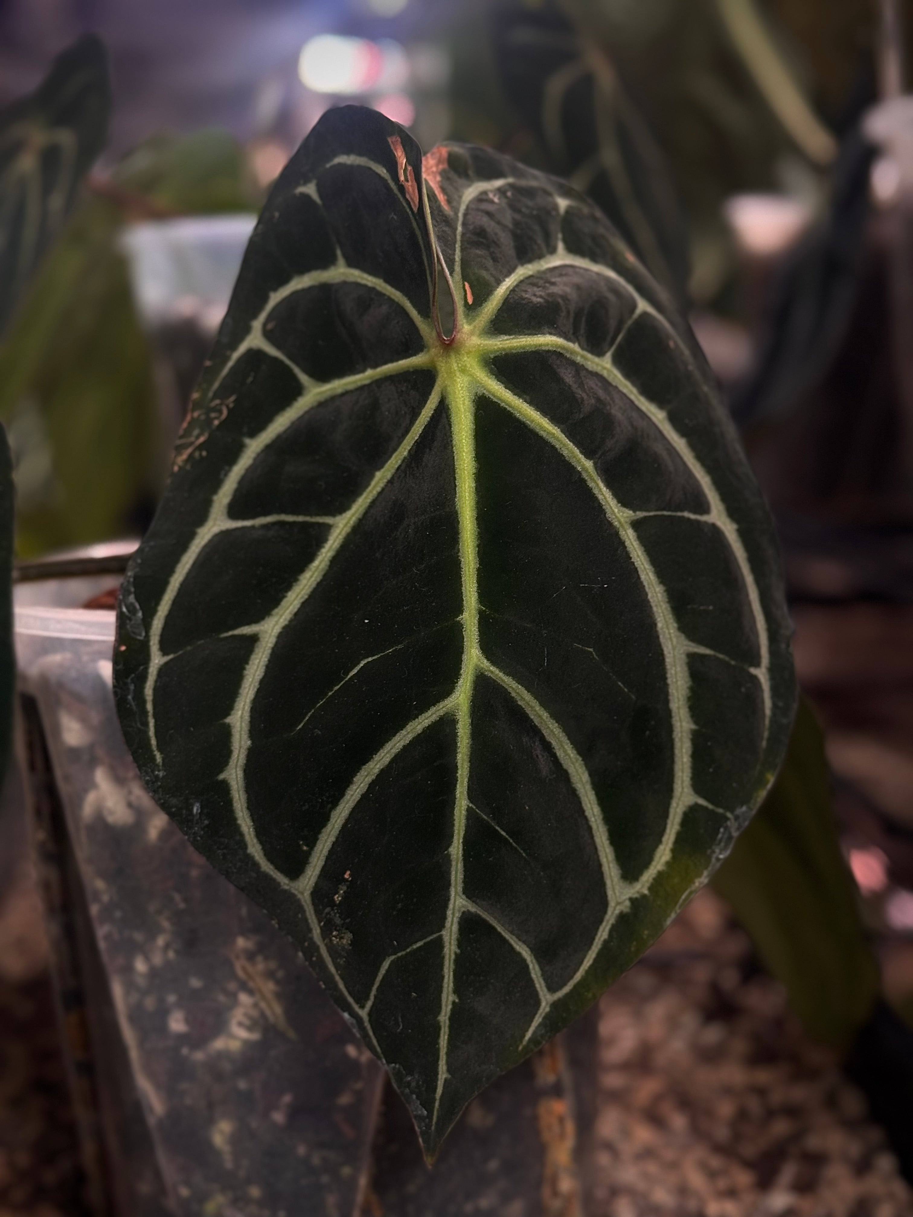NFS: Anthurium Carlablackiae WU2 S1 - SMUKHI