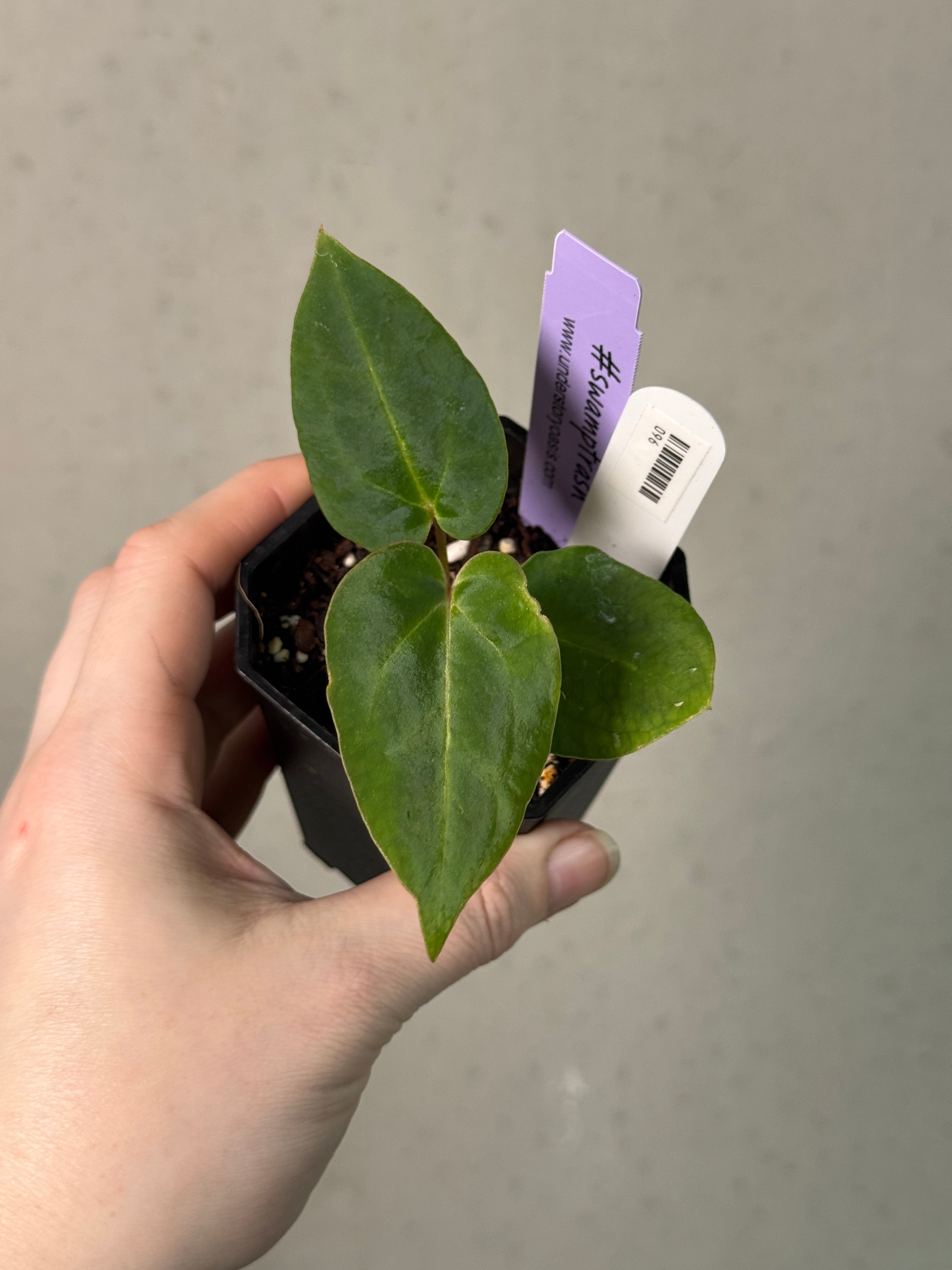 Anthurium Stripey X2 x Besseae aff 'Spider'